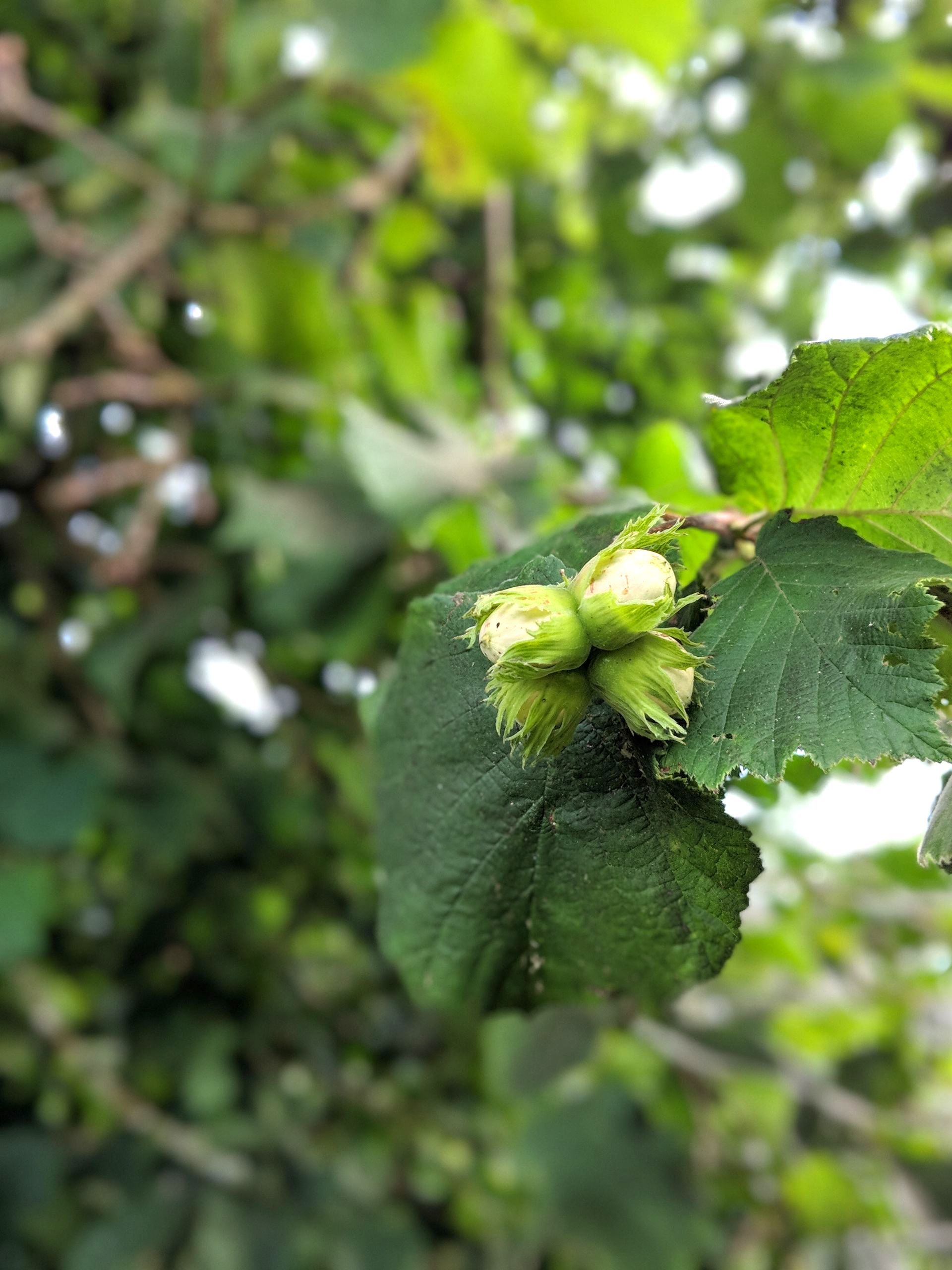 Wild Fruits Gallery - Photograph by Sue Cartwright, Spiral Leaf