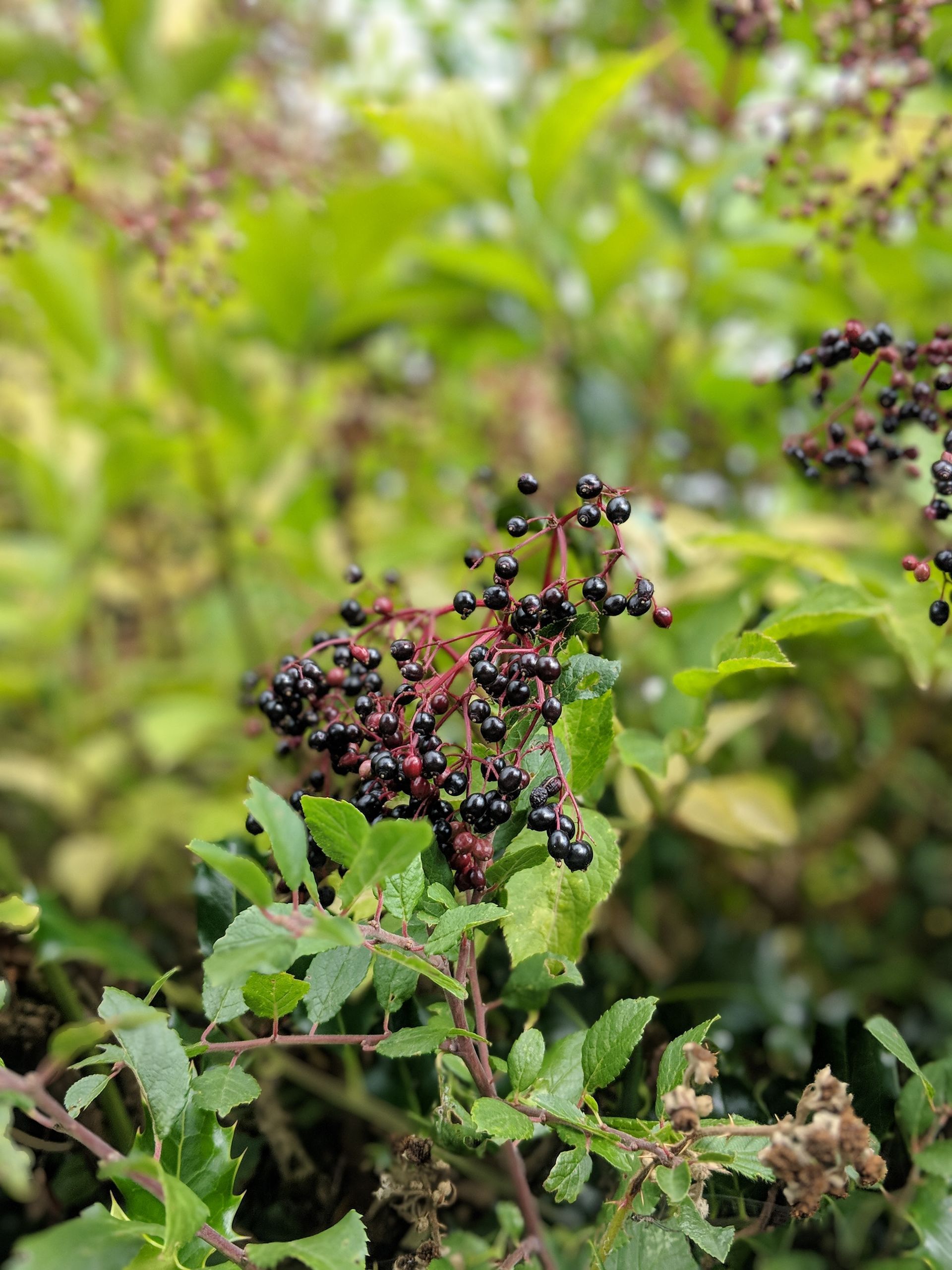 Wild Fruits Gallery - Photograph by Sue Cartwright, Spiral Leaf