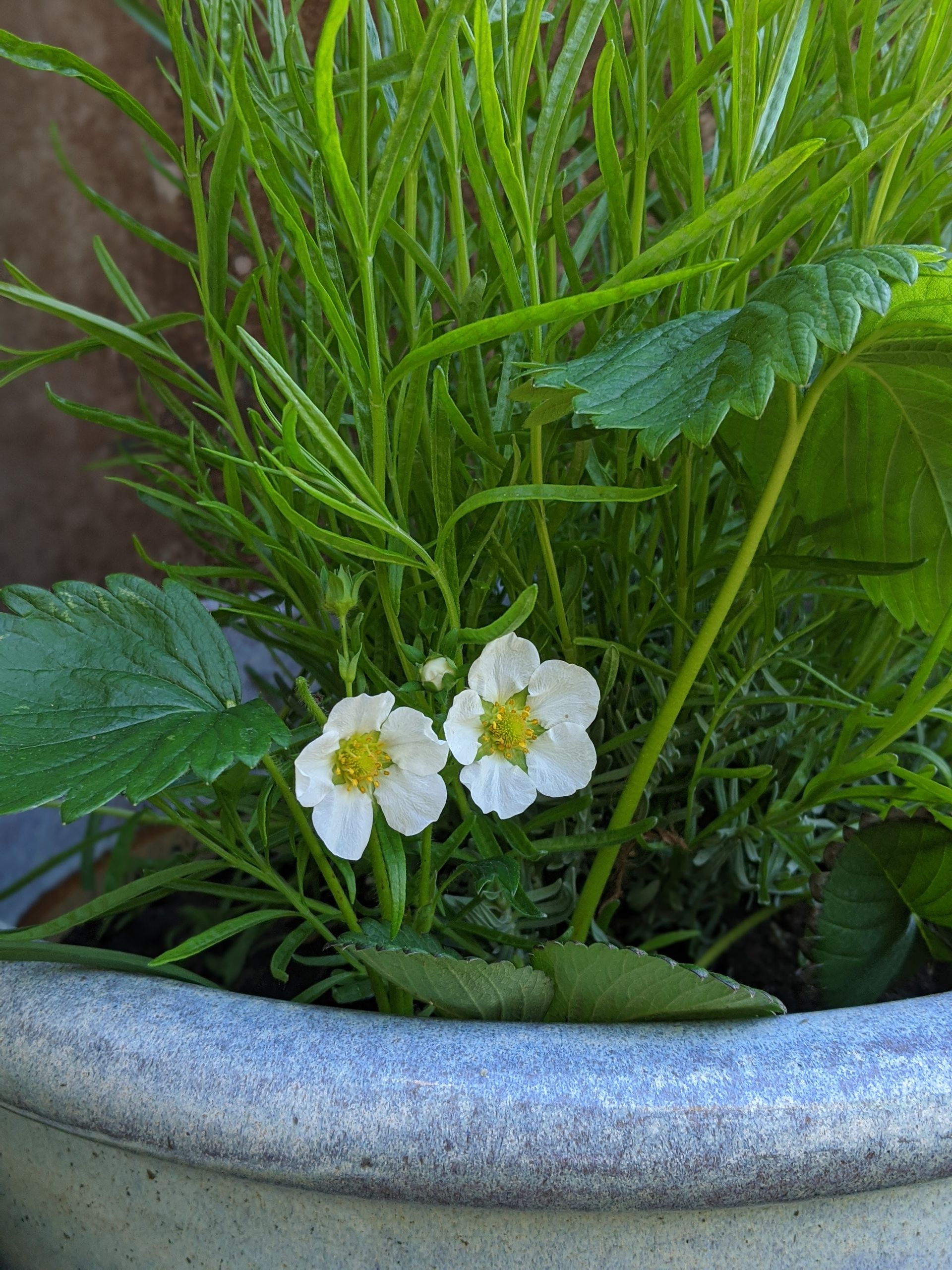 Sacred Space Gallery - Photographs by Sue Cartwright, Spiral Leaf