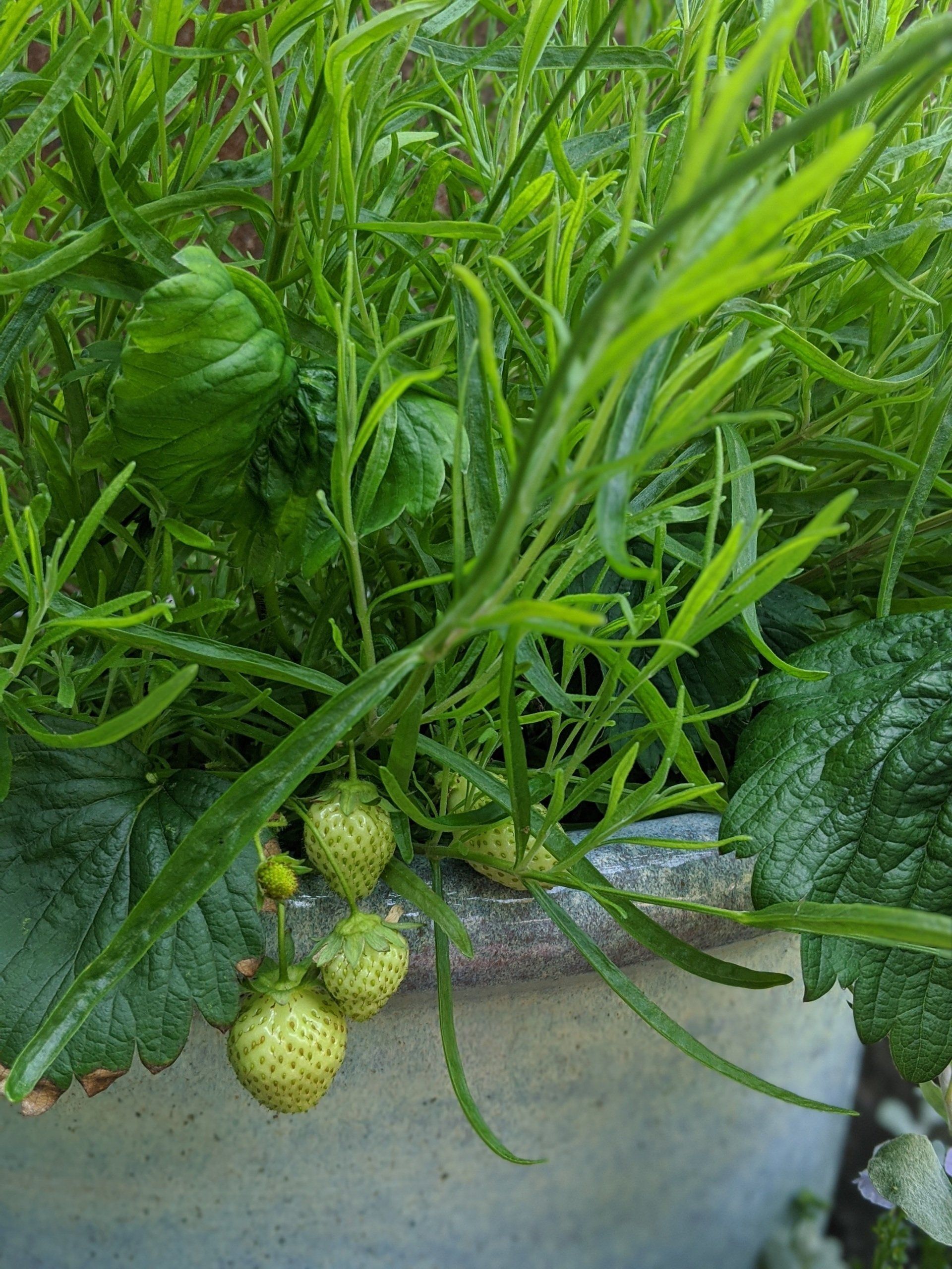 New Strawberry Moon in Taurus by Sue Cartwright, Spiral Leaf