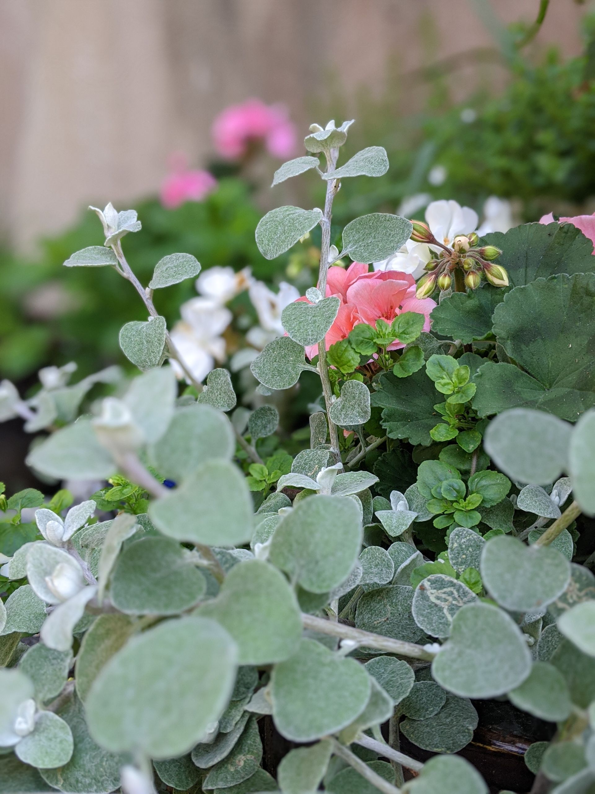 Sacred Space Gallery - Photographs by Sue Cartwright, Spiral Leaf