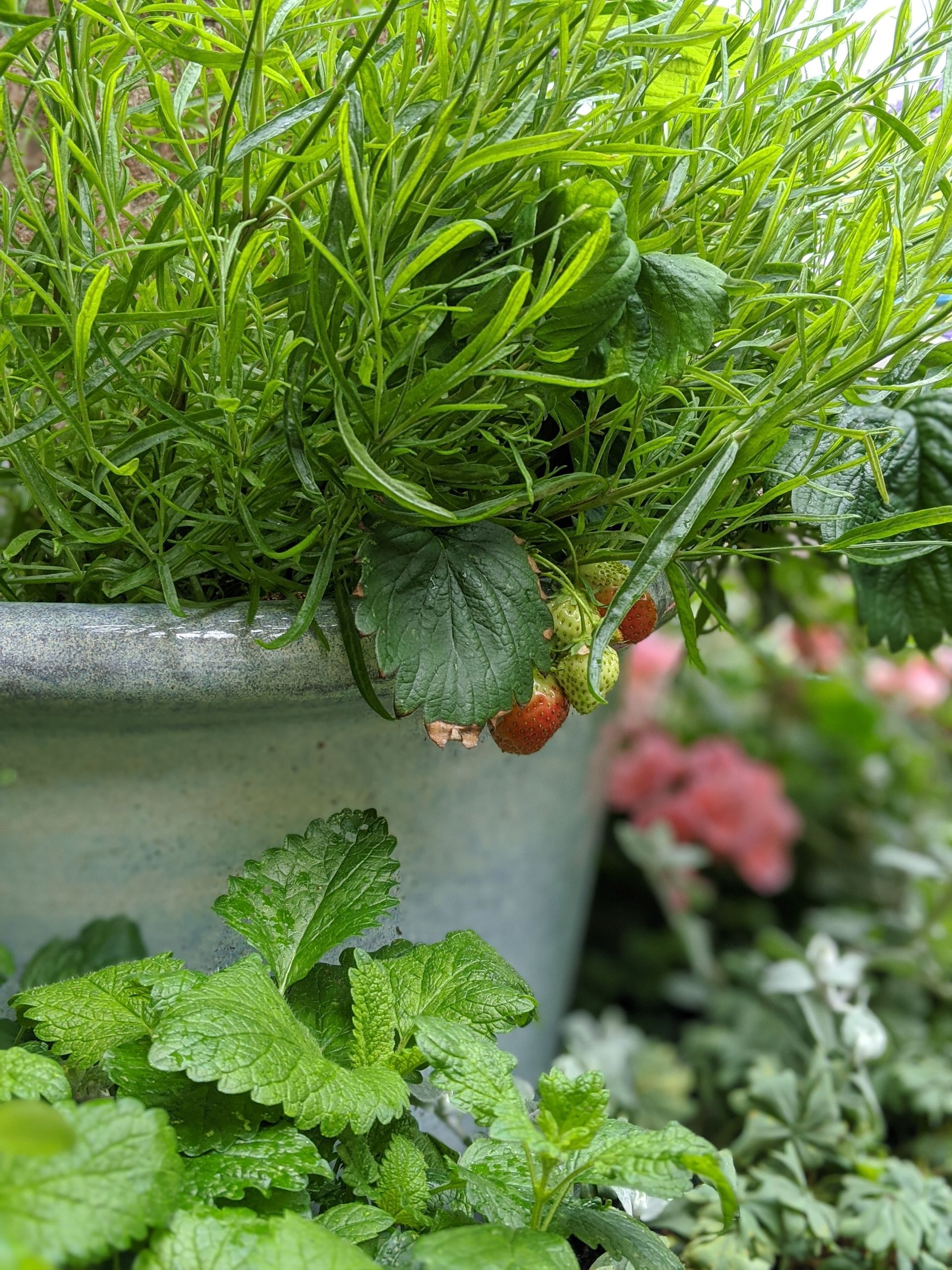 Sacred Space Gallery - Photographs by Sue Cartwright, Spiral Leaf