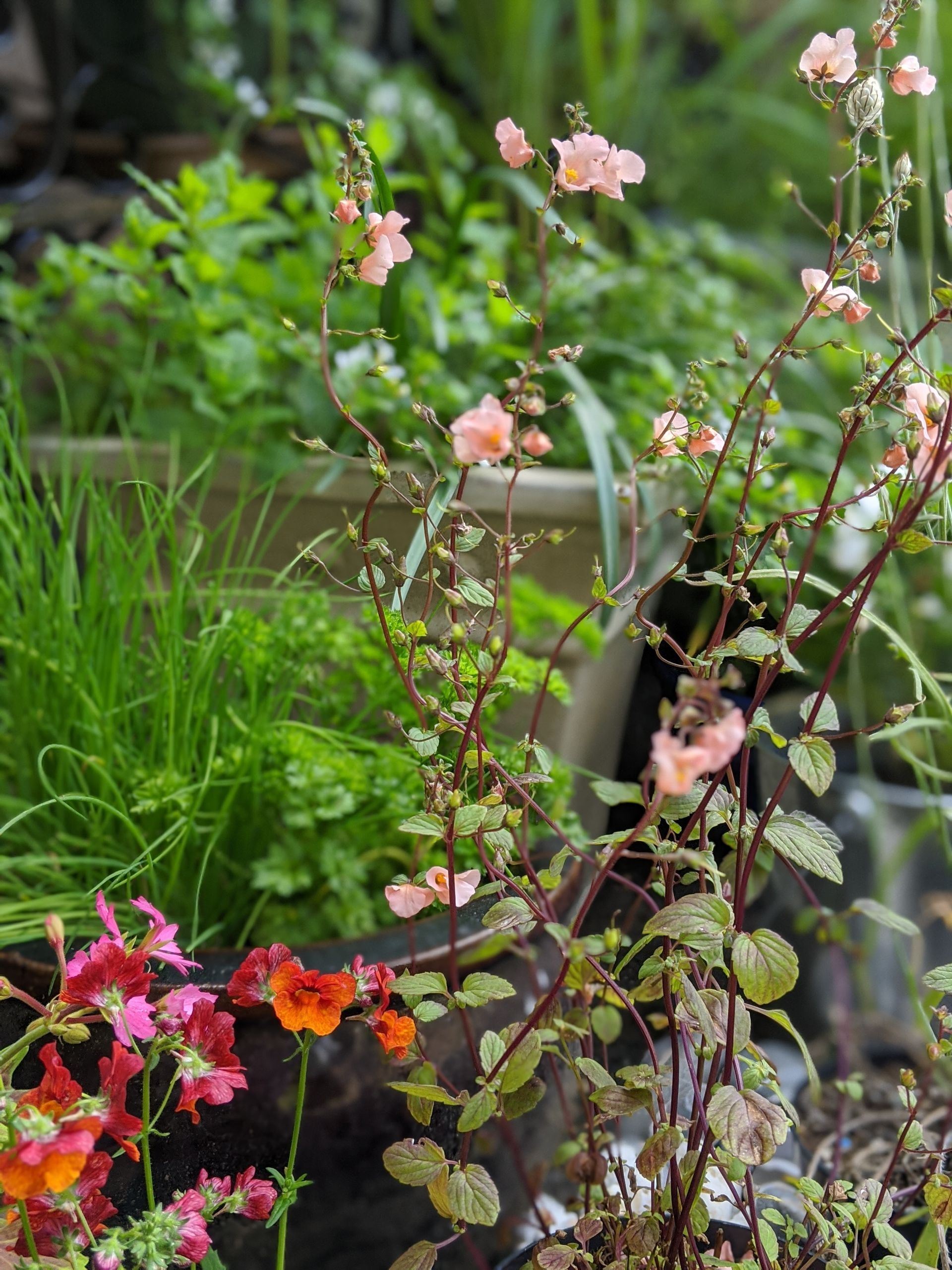 Sacred Space Gallery - Photographs by Sue Cartwright, Spiral Leaf