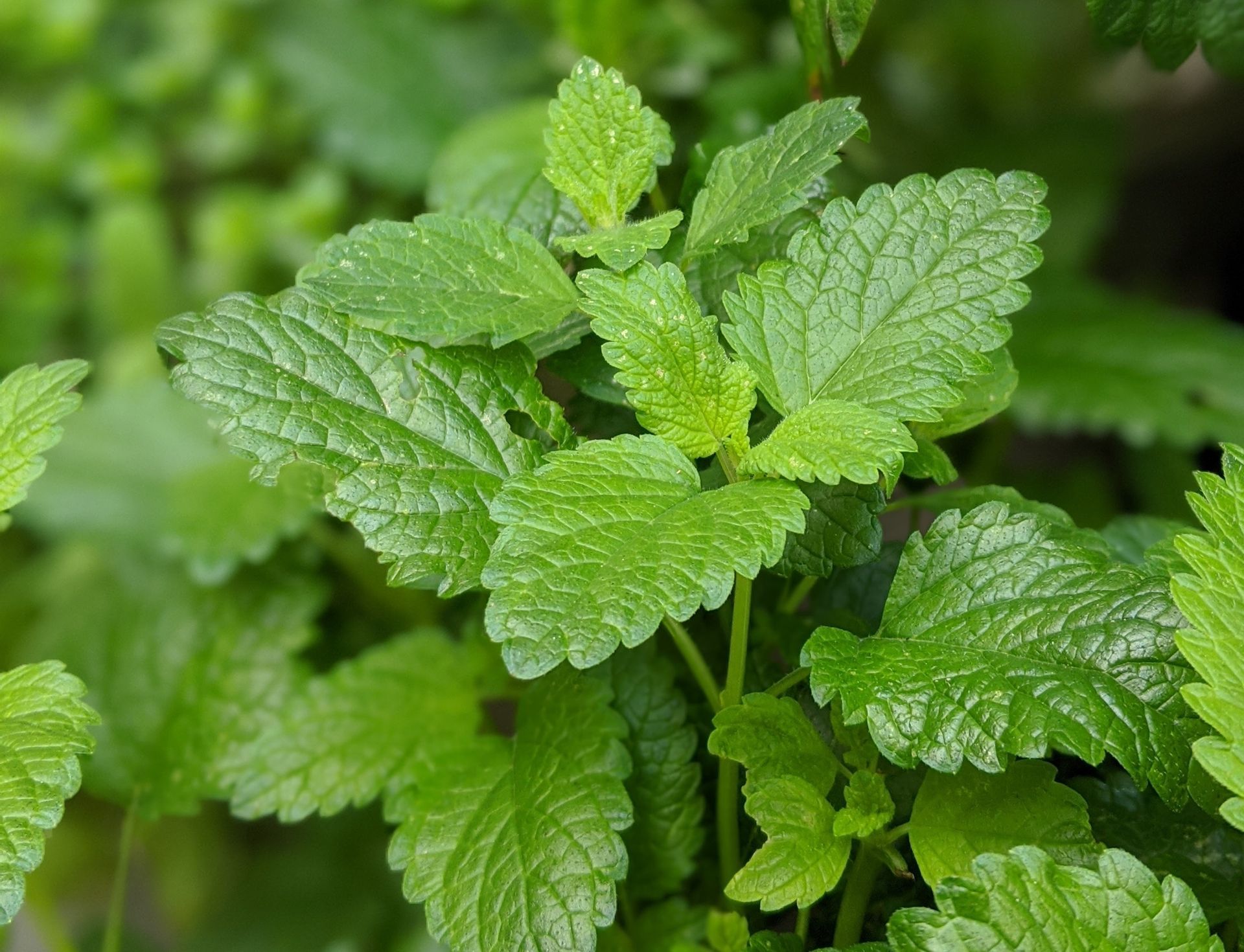 Lemon Balm by Sue Cartwright, Spiral Leaf