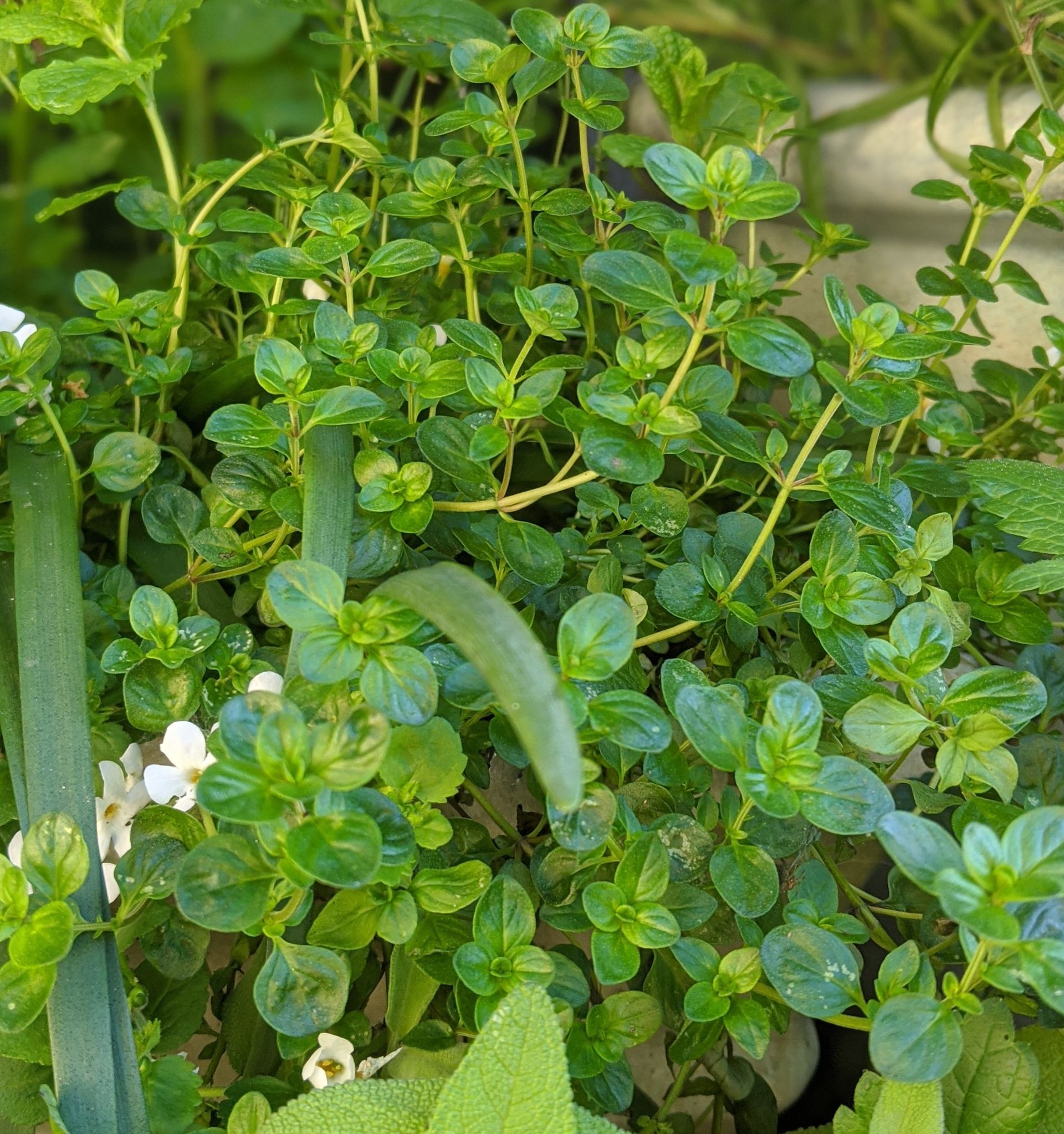 Thyme by Sue Cartwright, Spiral Leaf