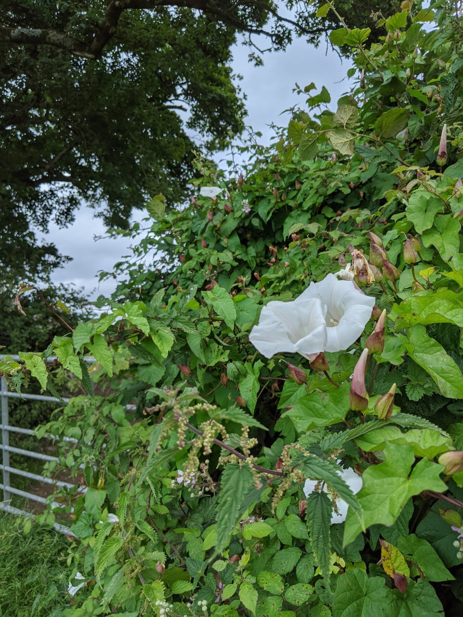 Hedgerows Gallery - Photograph by Sue Cartwright, Spiral Leaf