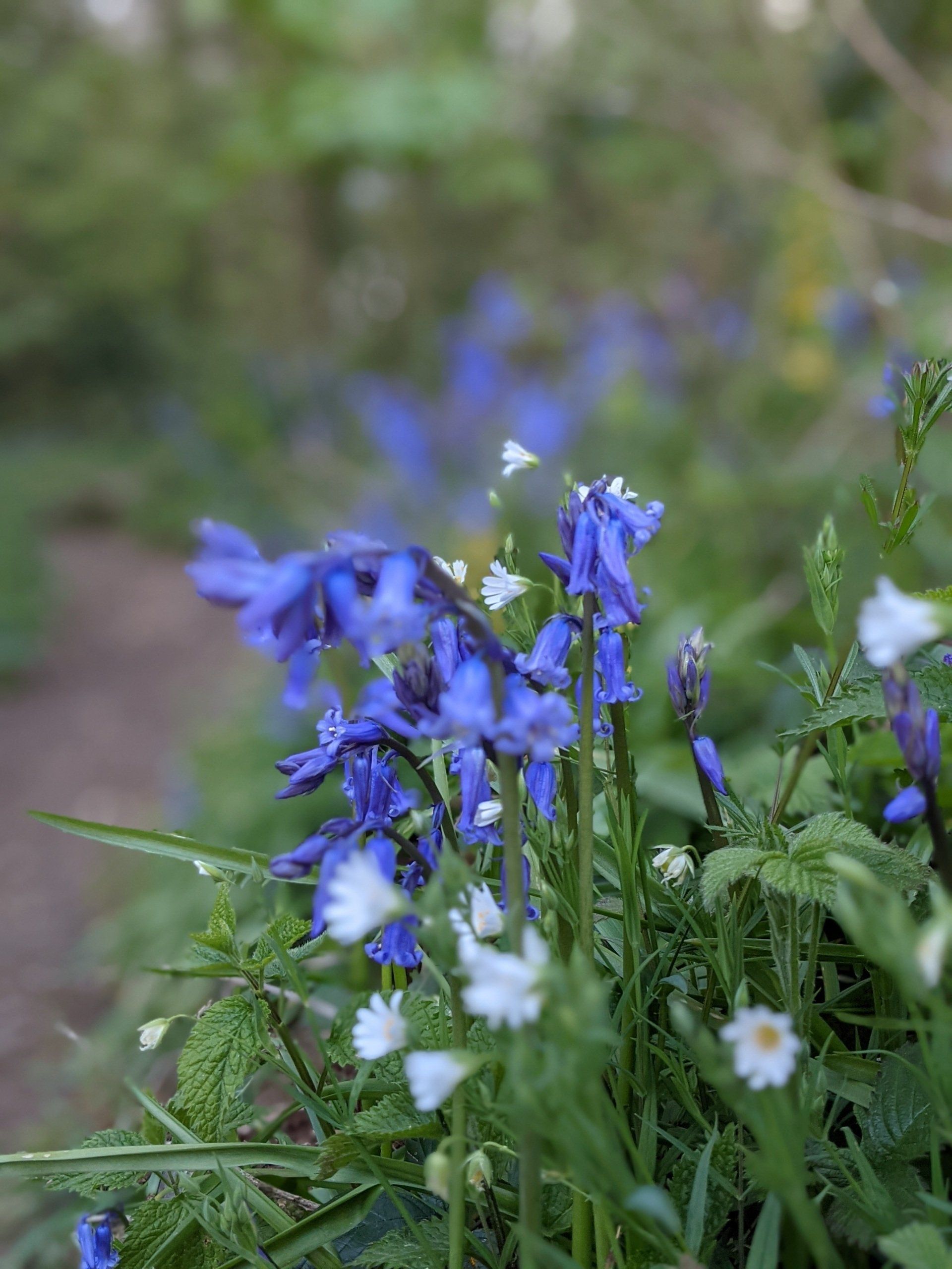 Almanac for May 2023 by Sue Cartwright, Spiral Leaf