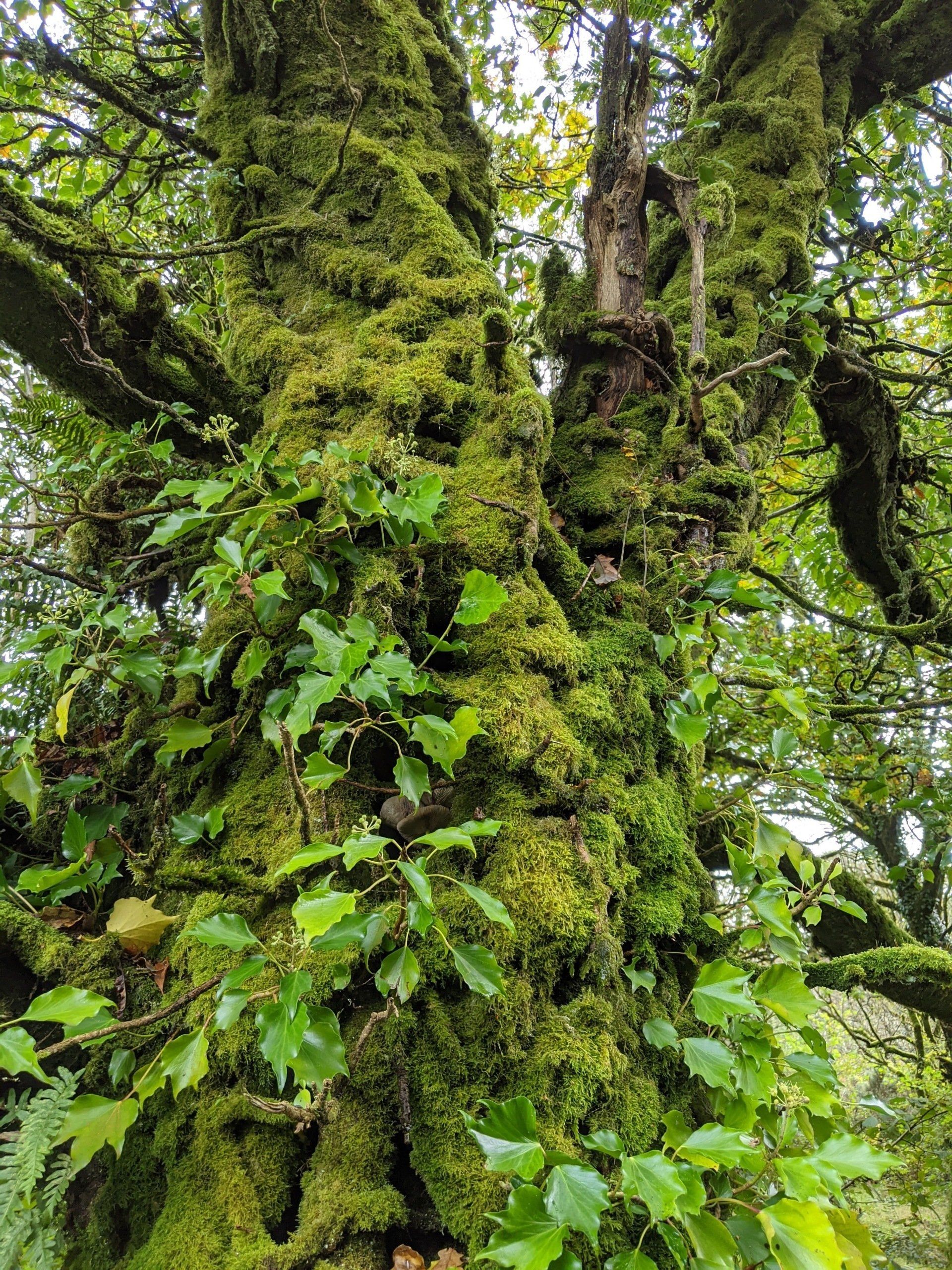 Woodland Gallery - Photograph by Sue Cartwright, Spiral Leaf