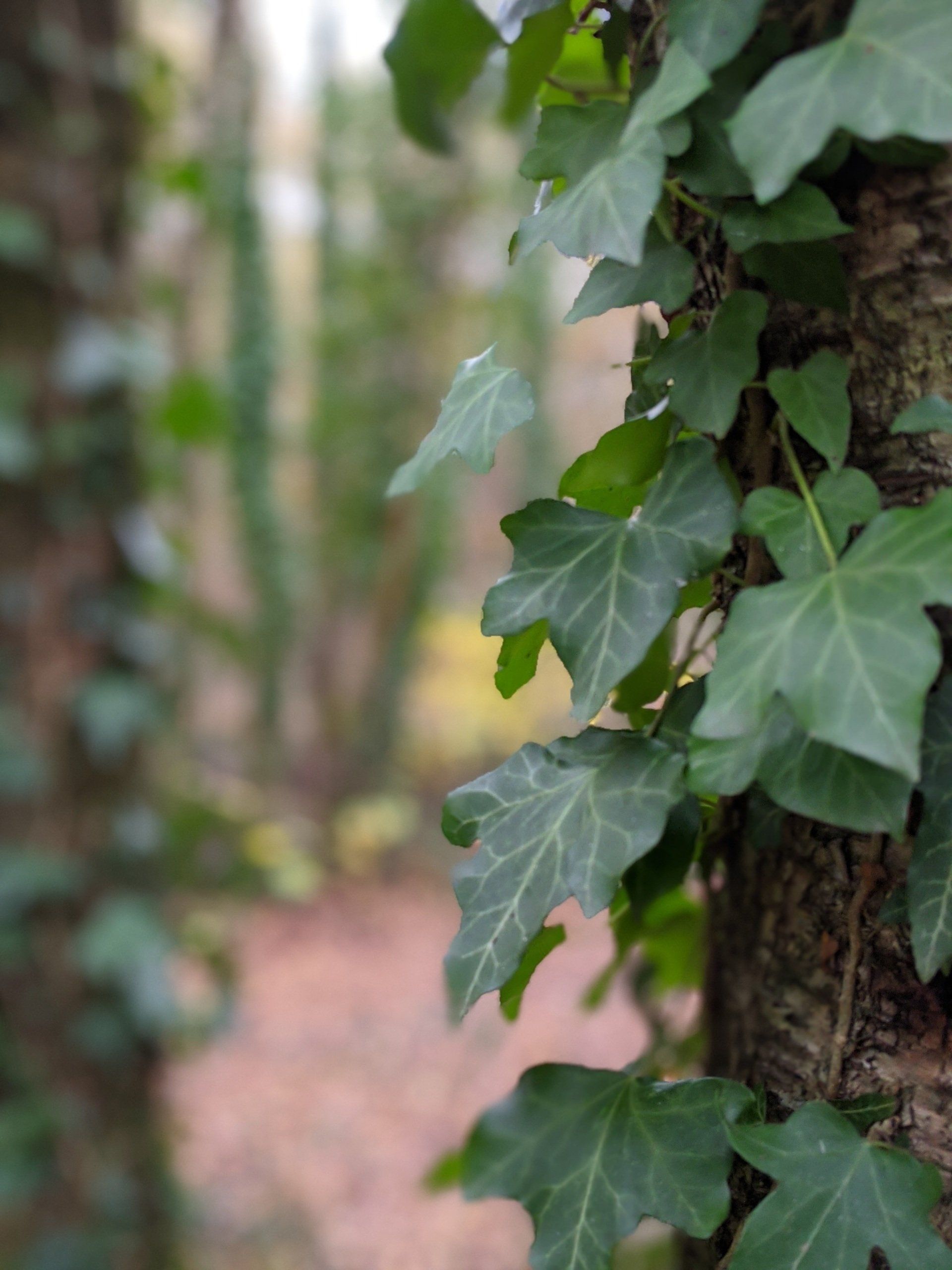 Leaves Gallery - Photograph by Sue Cartwright, Spiral Leaf