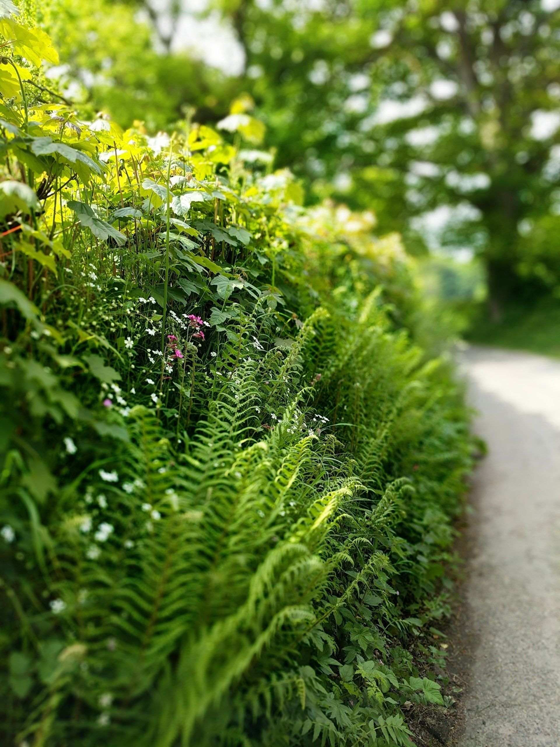 Hedgerows Gallery - Photograph by Sue Cartwright, Spiral Leaf