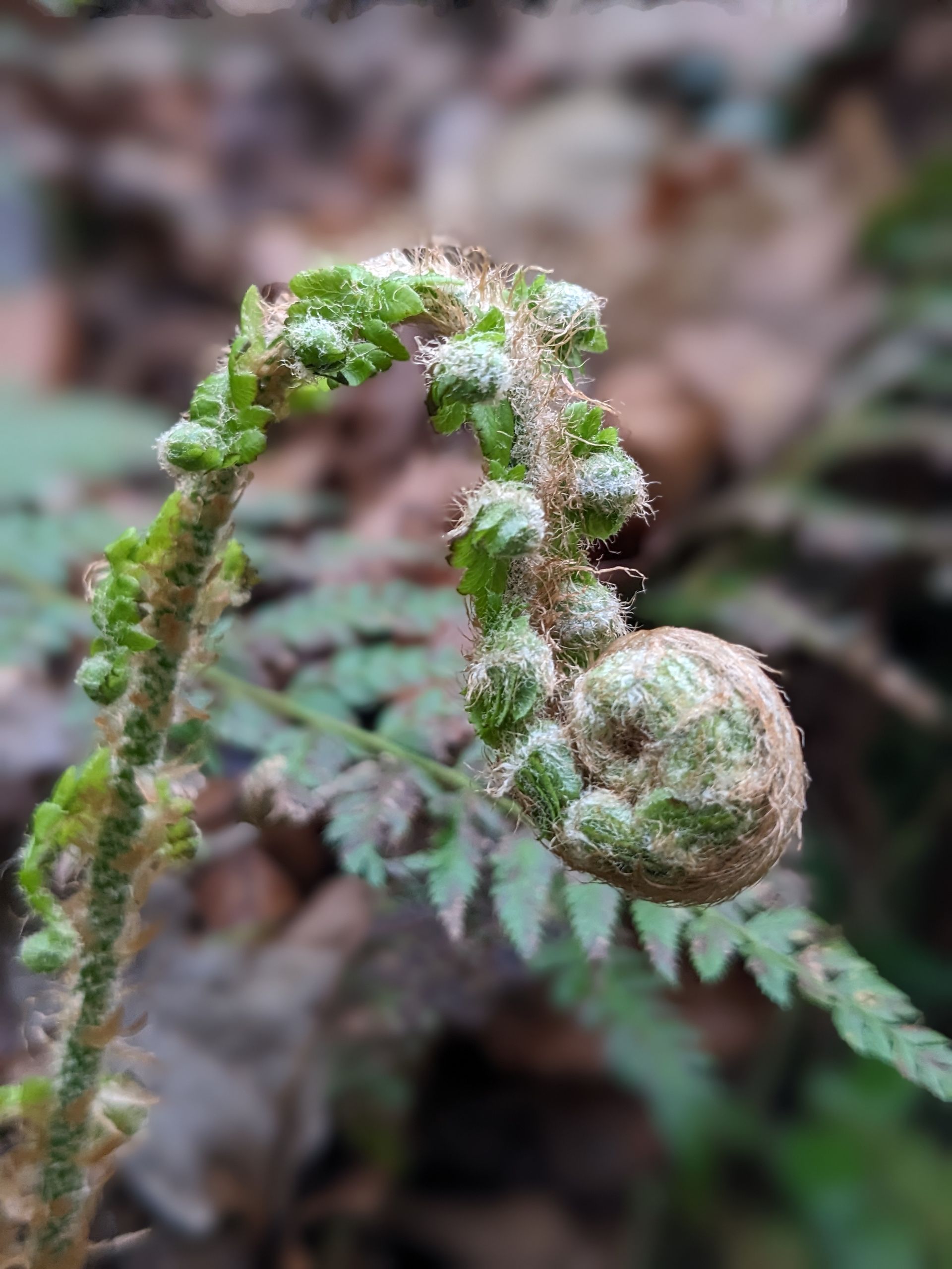 Foraging for Nature's Bounty by Sue Cartwright, Spiral Leaf