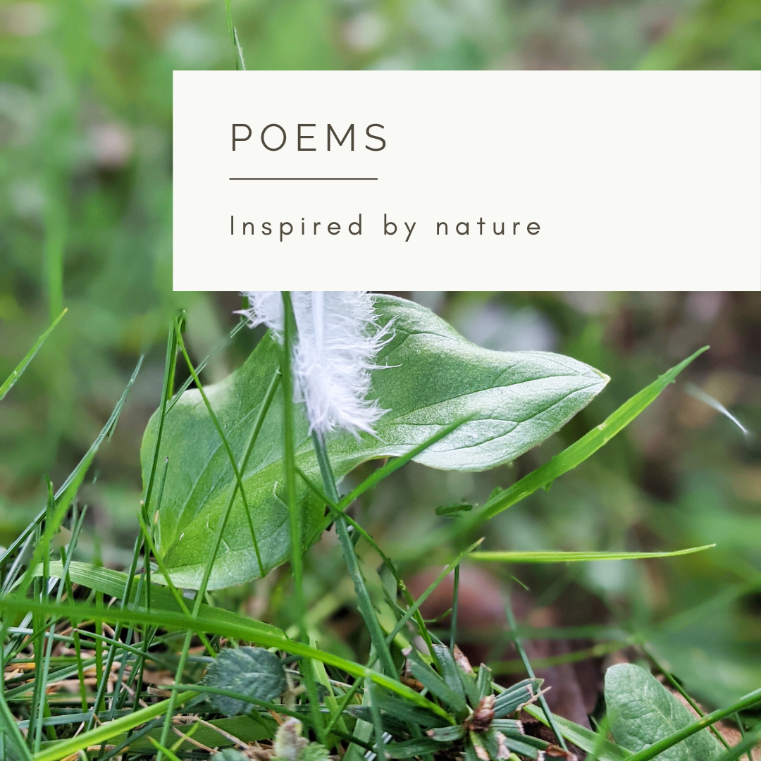 In Search of Harmony - Poem and Video by Sue Cartwright, Spiral Leaf