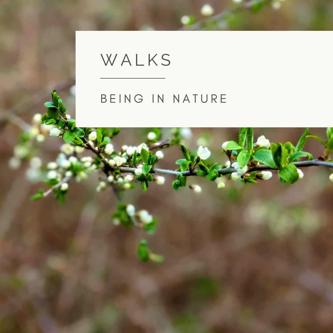 Early Spring Walk - Poem and Video by Sue Cartwright, Spiral Leaf