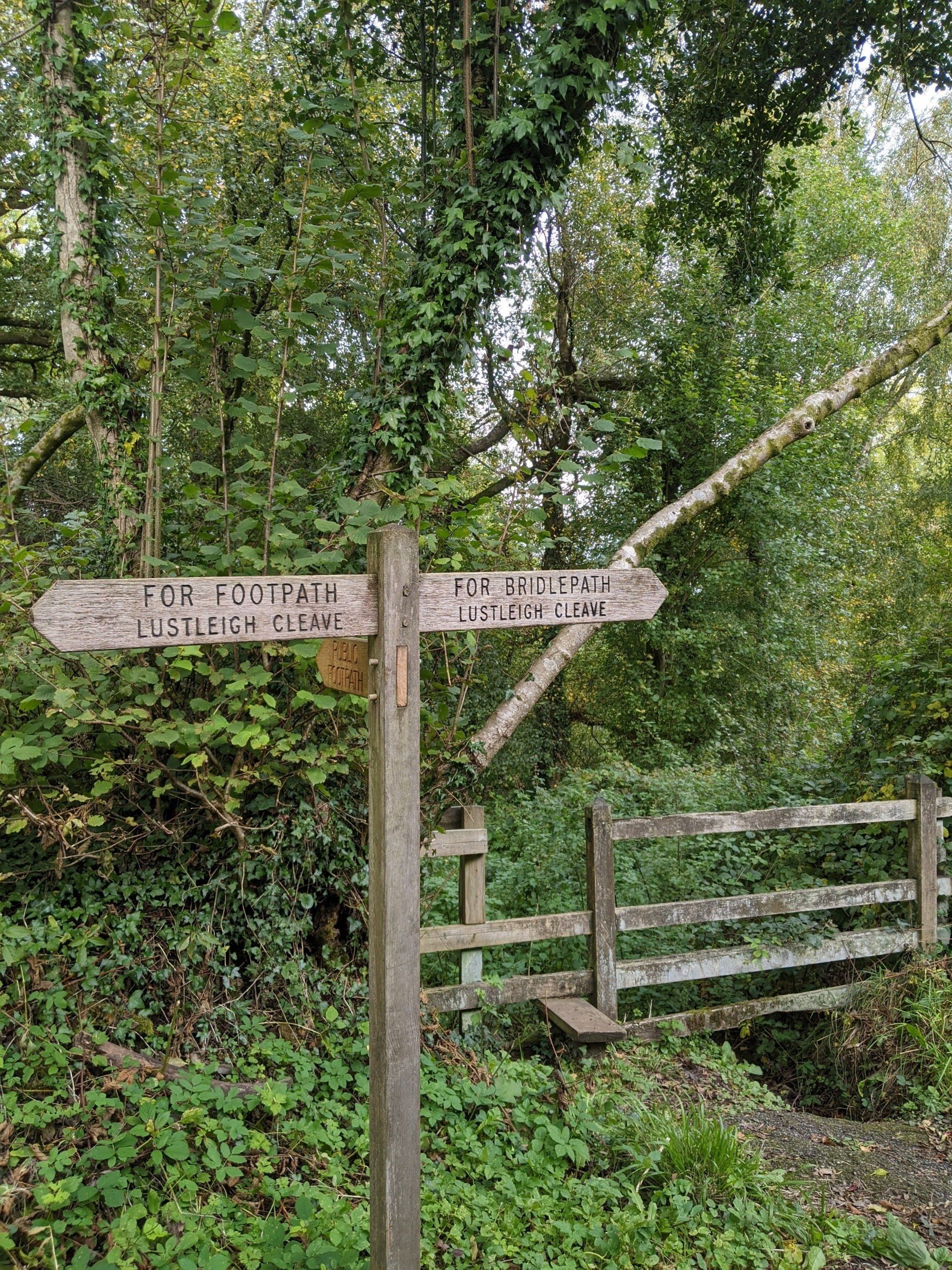 Where To Find Nature by Sue Cartwright, Spiral Leaf