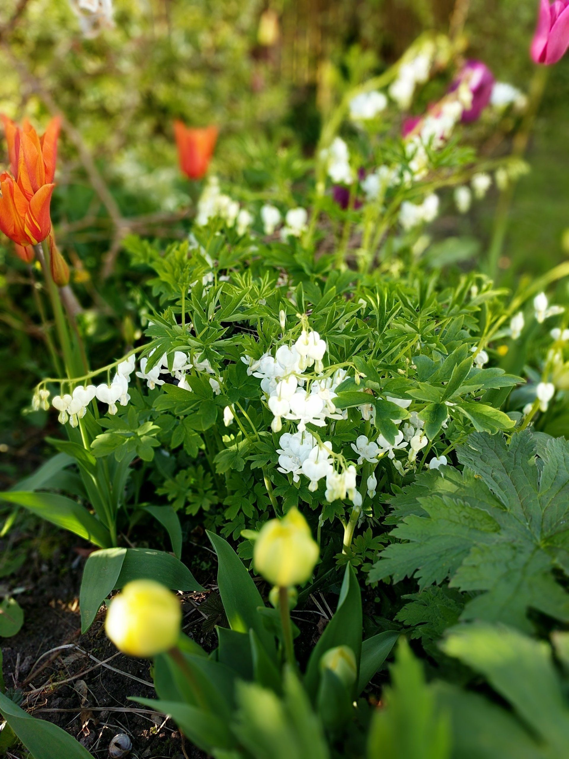 A Garden to Heal - Photograph by Sue Cartwright, Spiral Leaf