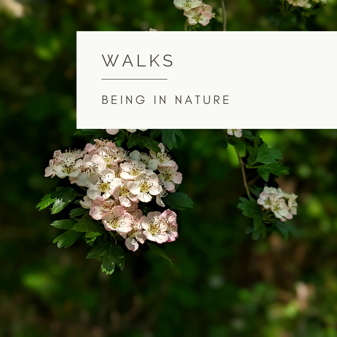 A Sunny Afternoon - Poem and Video by Sue Cartwright, Spiral Leaf