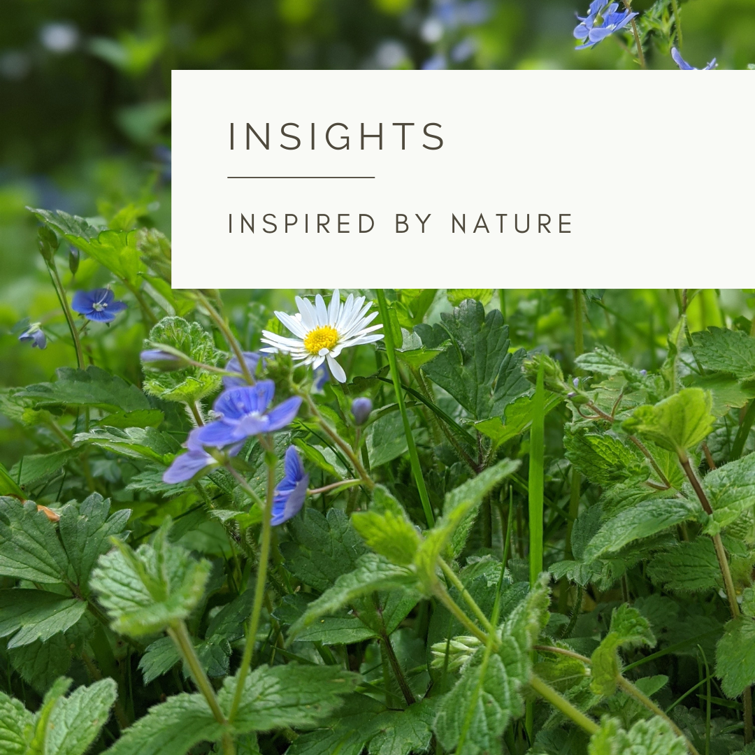 Nature's Garden - Poem and Video by Sue Cartwright, Spiral Leaf