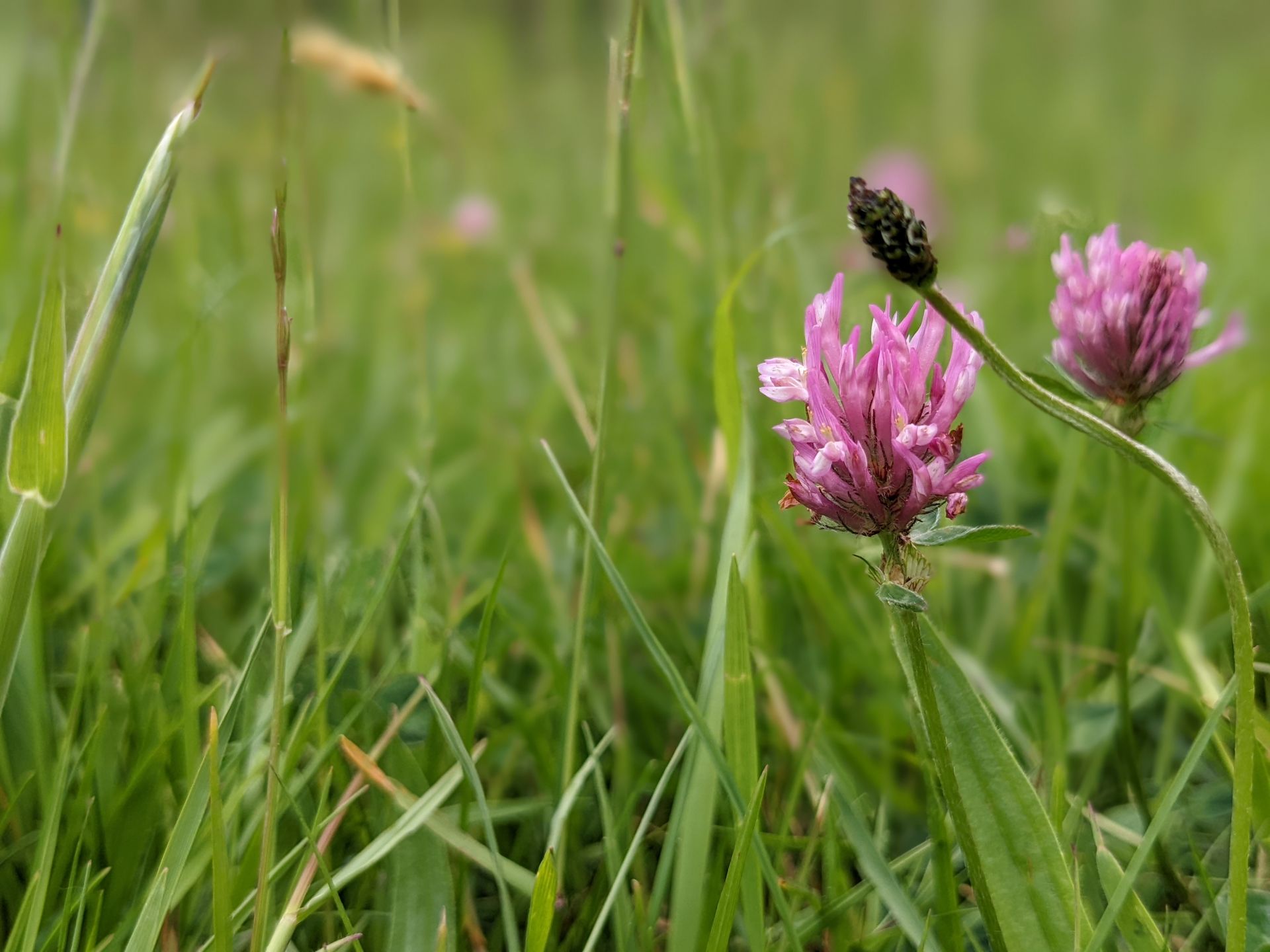 Red Clover by Sue Cartwright, Spiral Leaf