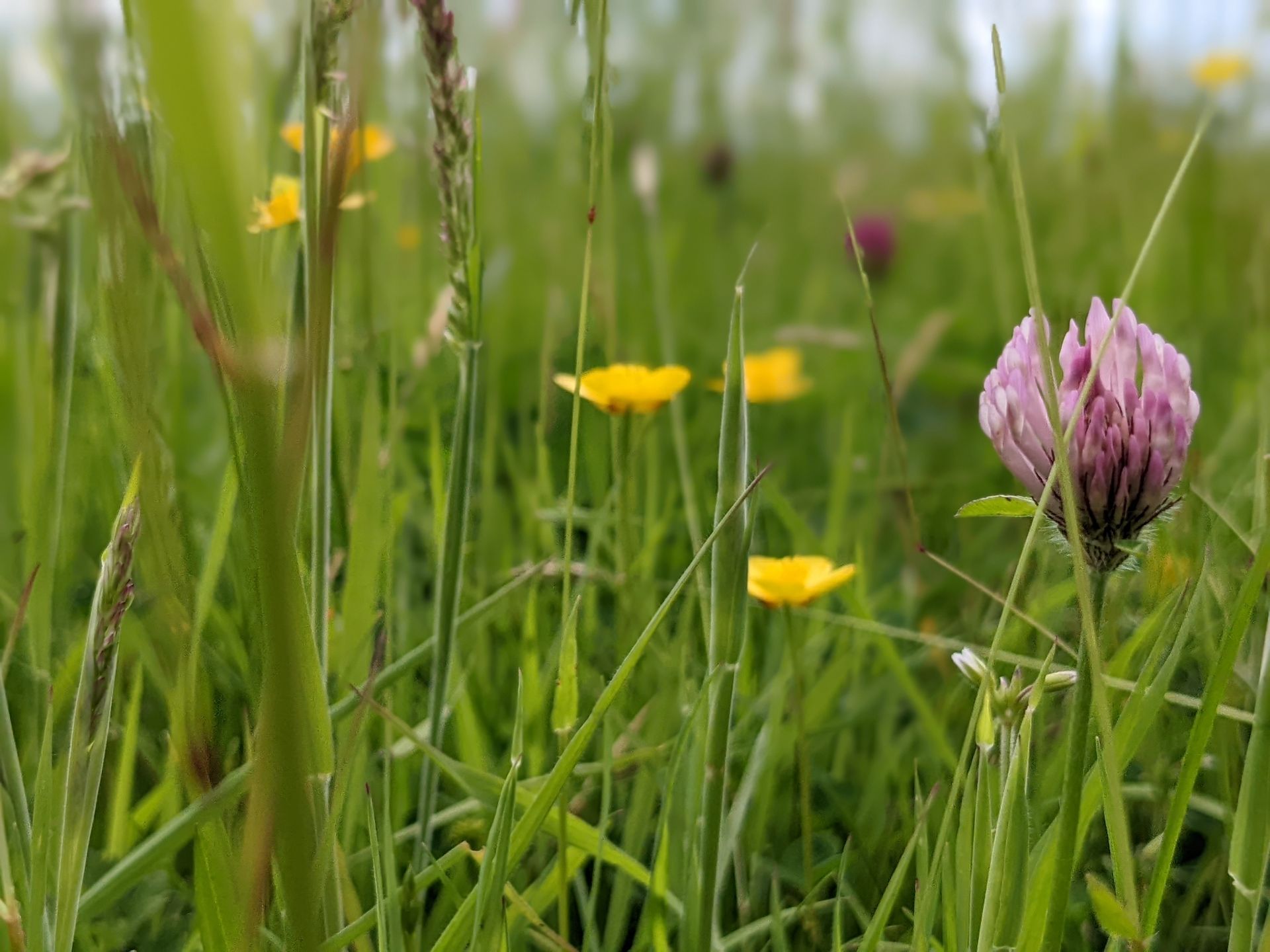 A Healing Herb (Red Clover) by Sue Cartwright, Spiral Leaf