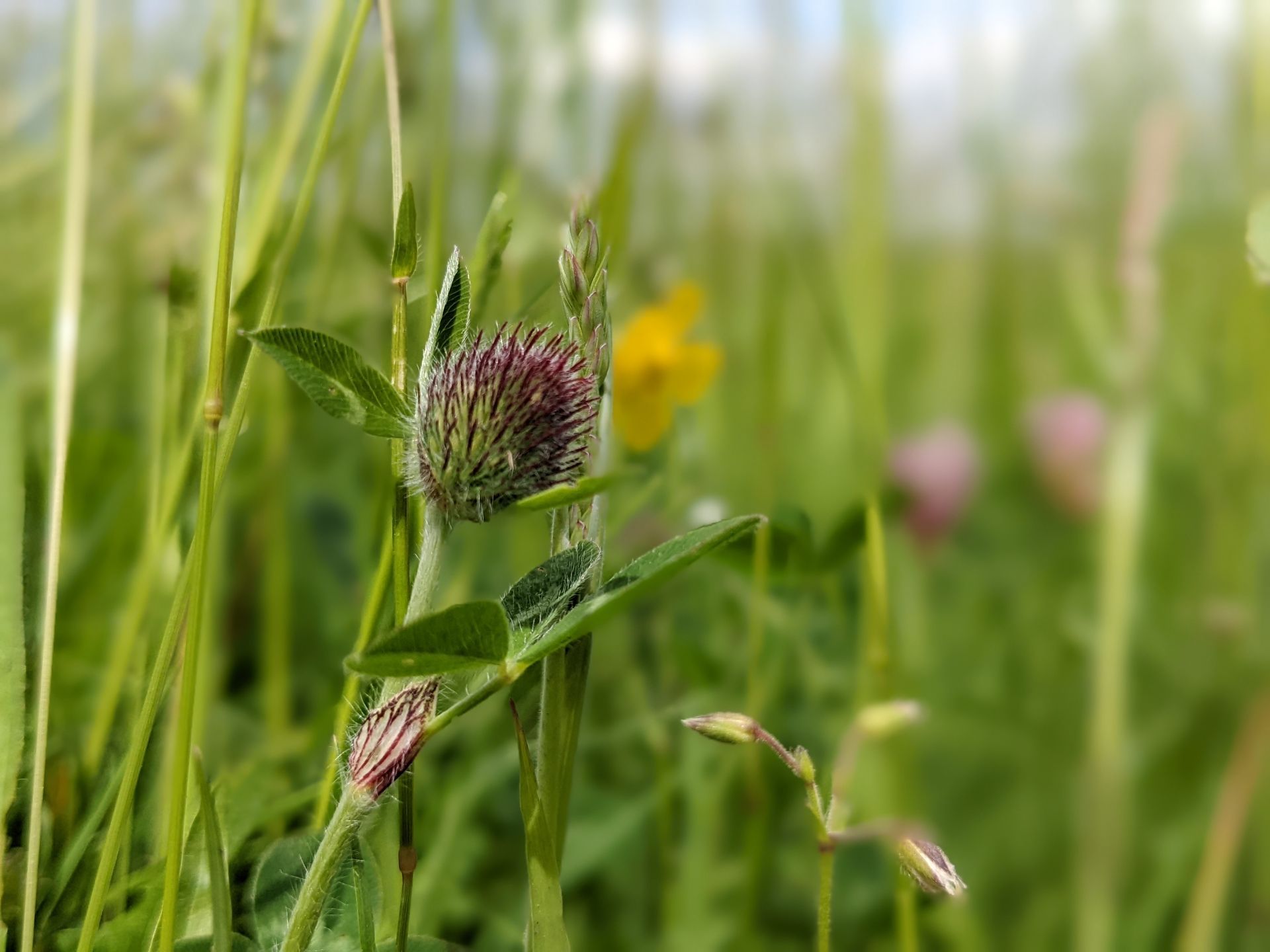 A Healing Herb (Red Clover) by Sue Cartwright, Spiral Leaf