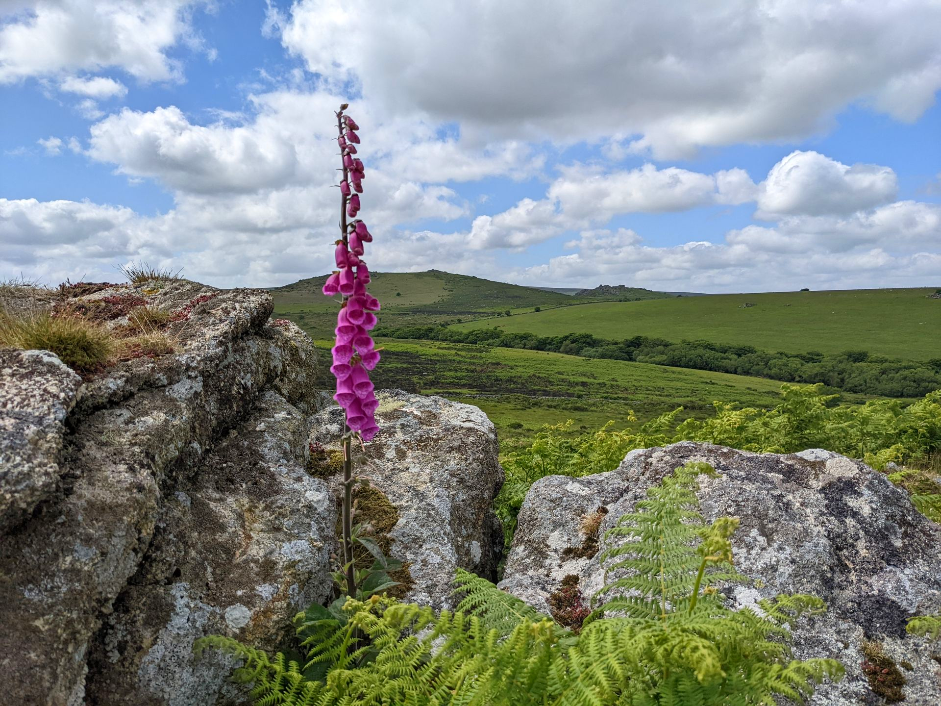 Summer Sun Gallery - Photographs by Sue Cartwright, Spiral Leaf