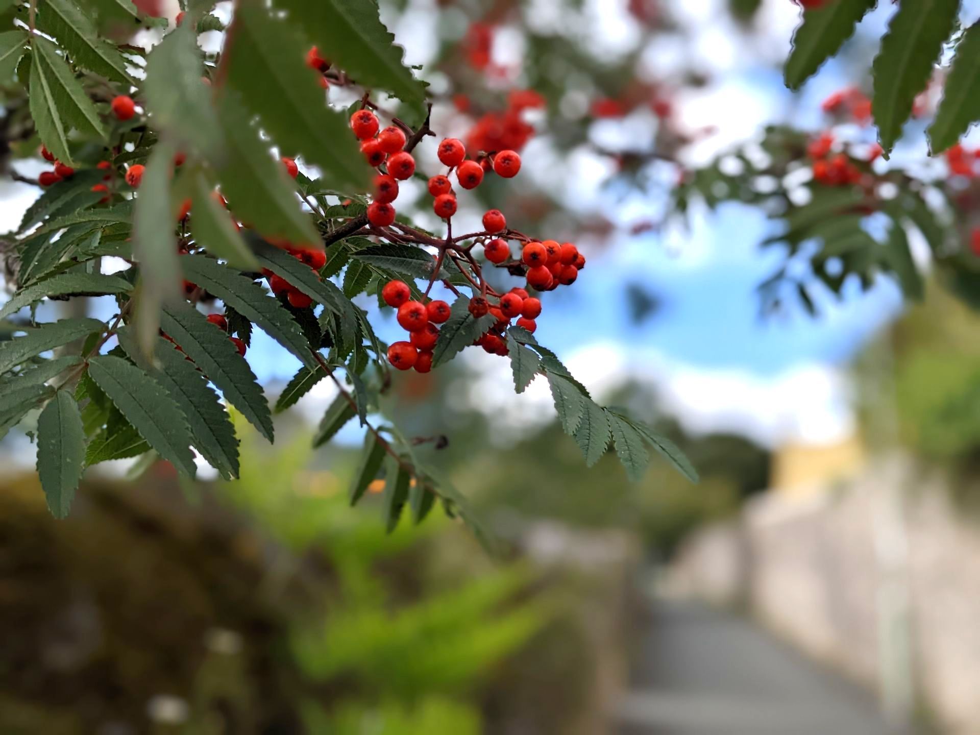 Wild Fruits Gallery - Photograph by Sue Cartwright, Spiral Leaf