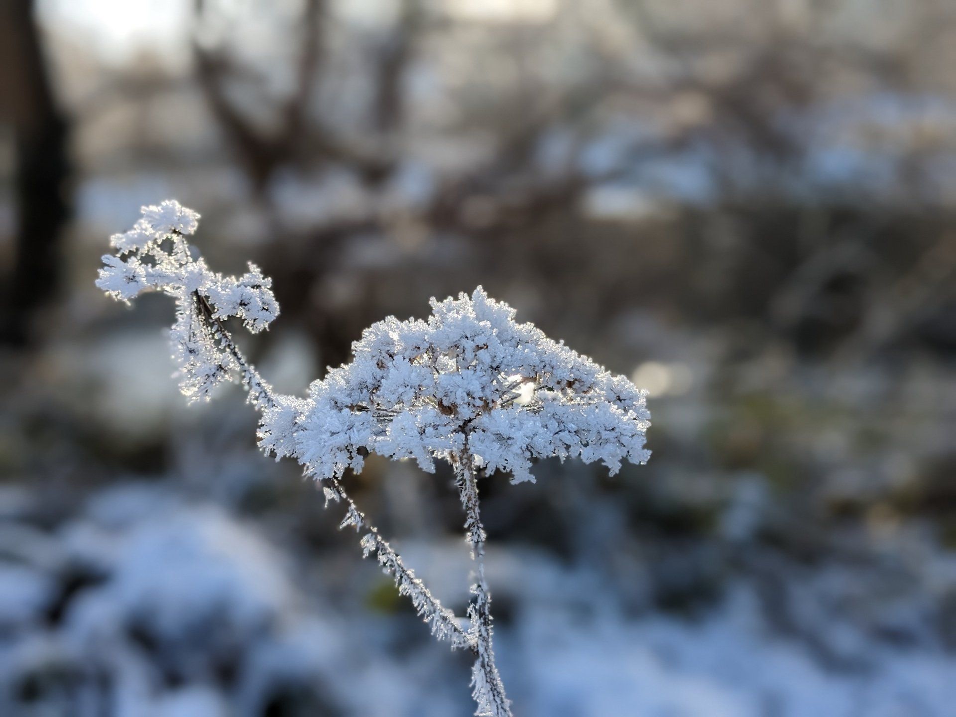 Full Book Moon in Capricorn by Sue Cartwright, Spiral Leaf