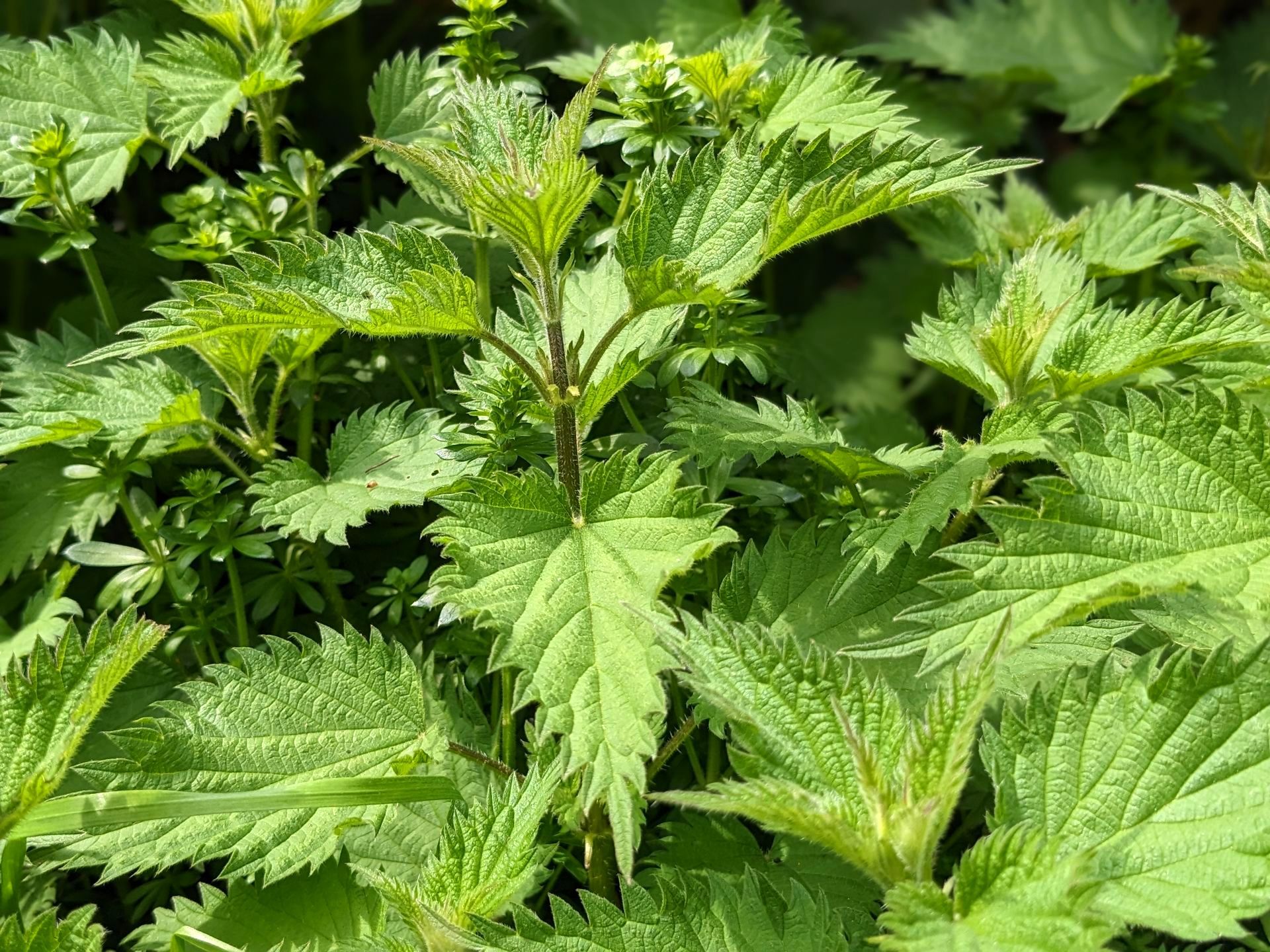 Wild Nettles by Sue Cartwright, Spiral Leaf