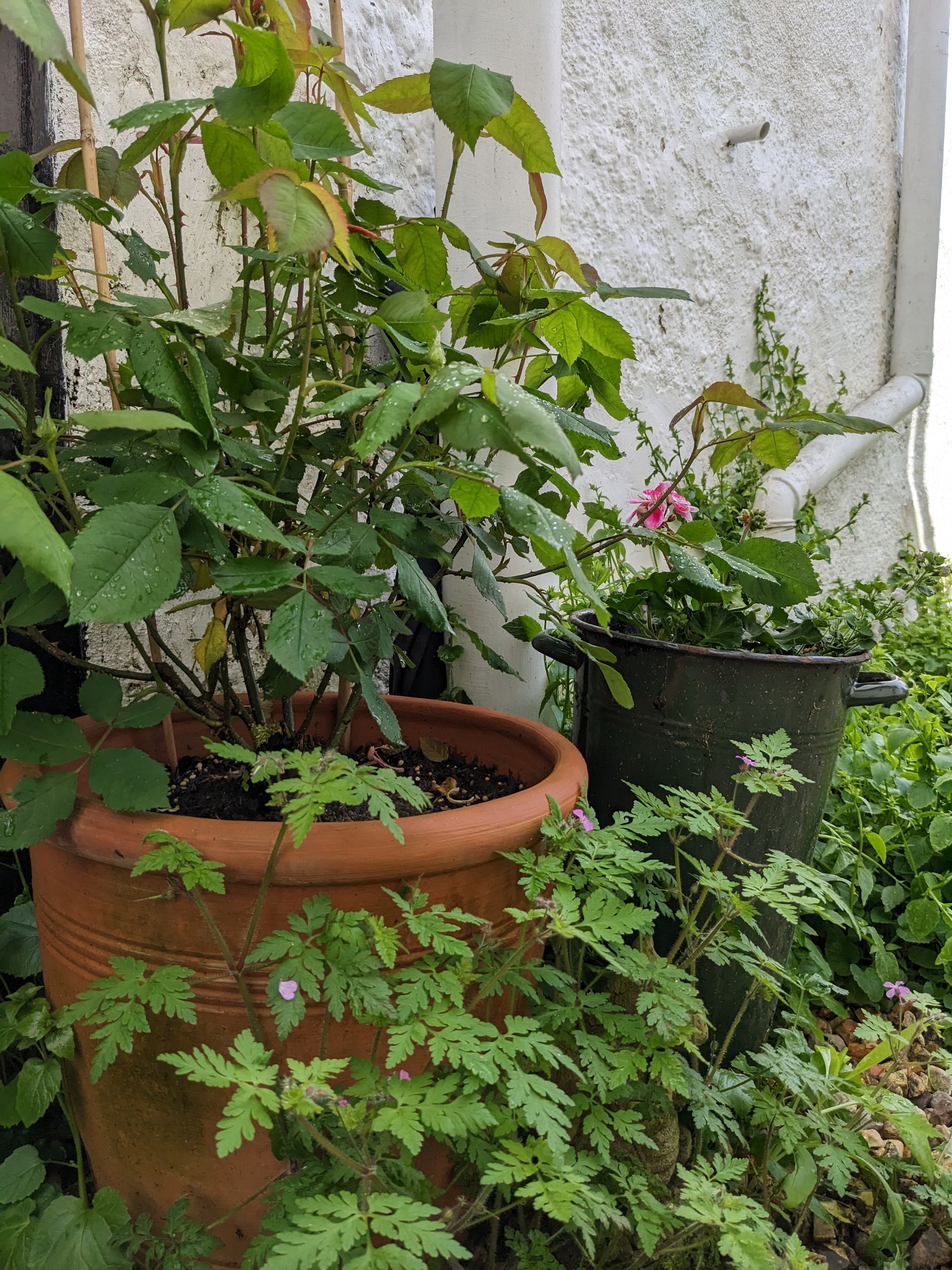 Sacred Space Gallery - Photographs by Sue Cartwright, Spiral Leaf