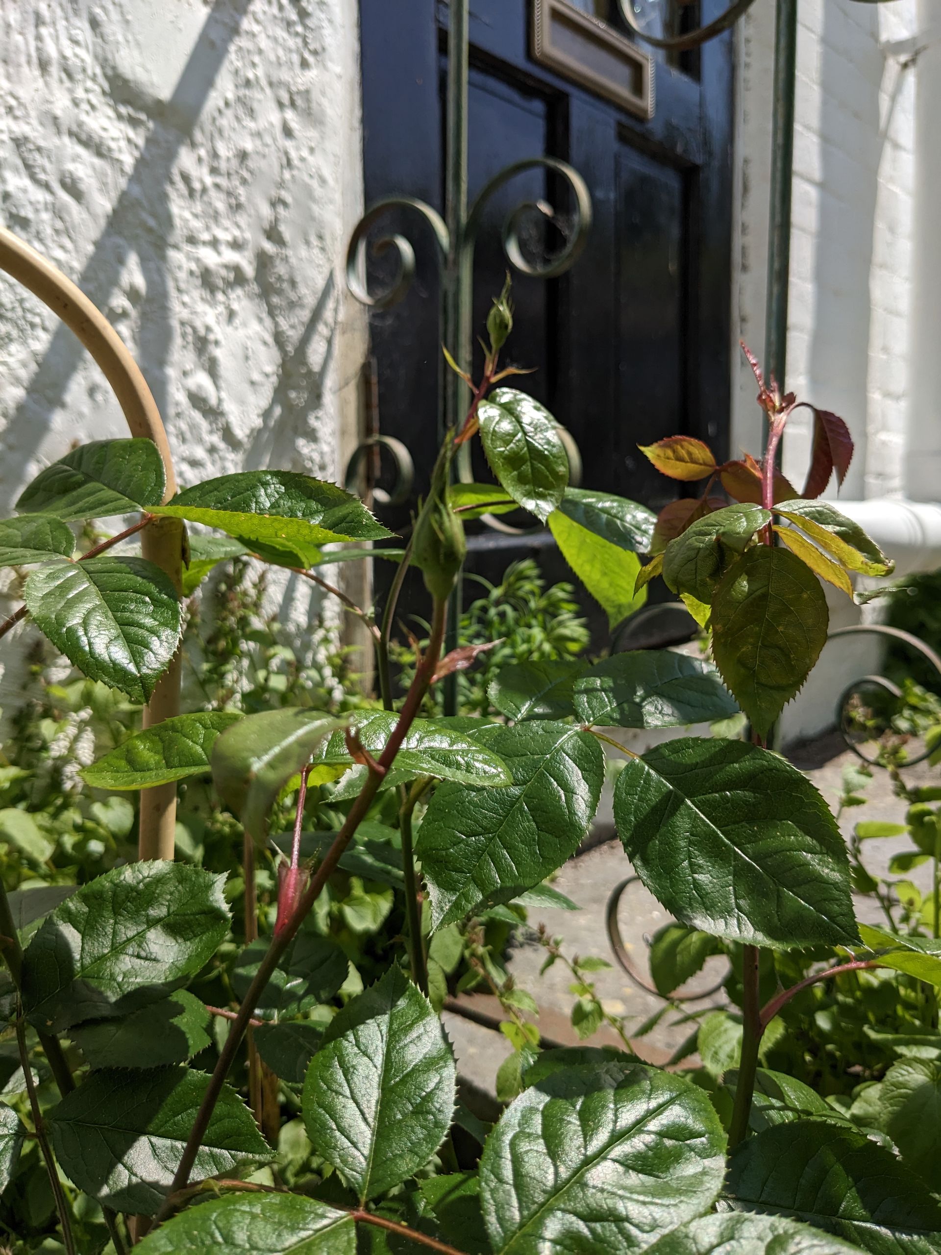 Sacred Space Gallery - Photographs by Sue Cartwright, Spiral Leaf