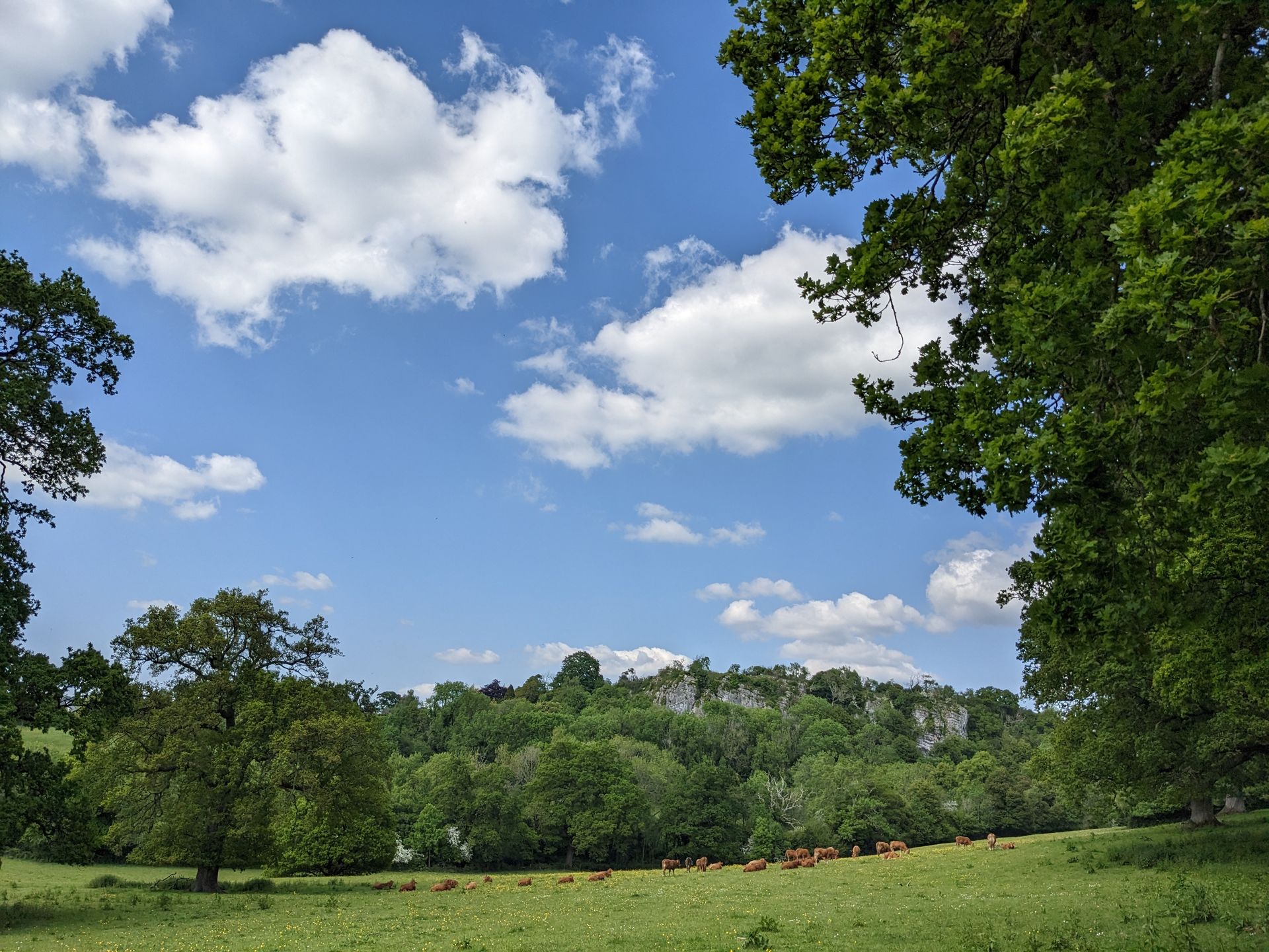 Healing Garden Gallery - Photograph by Sue Cartwright, Spiral Leaf