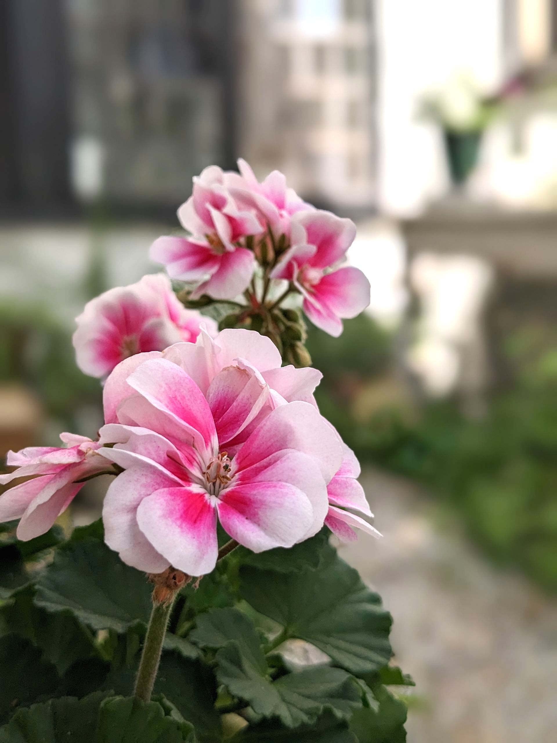 Sacred Space Gallery - Photographs by Sue Cartwright, Spiral Leaf