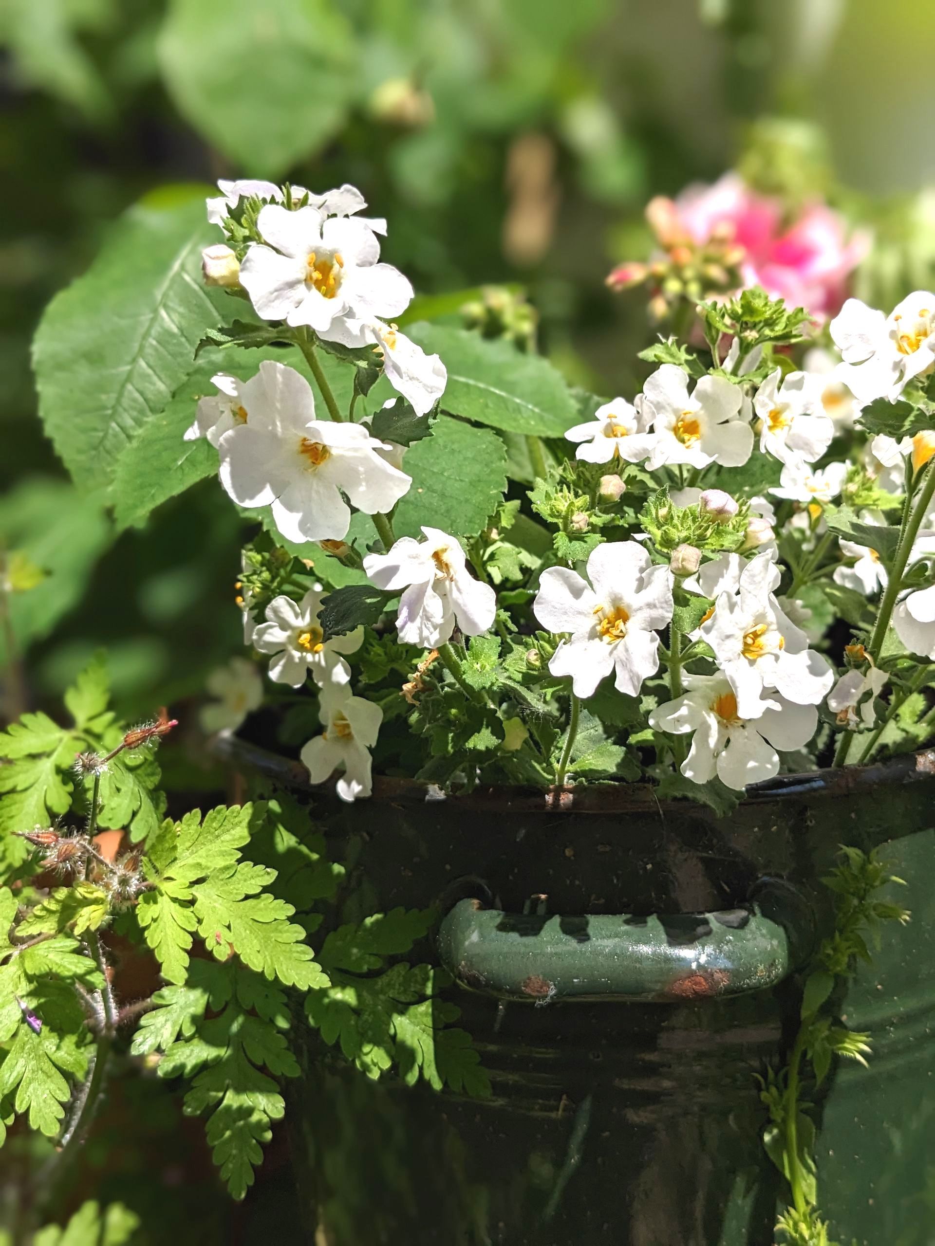 Sacred Space Gallery - Photographs by Sue Cartwright, Spiral Leaf