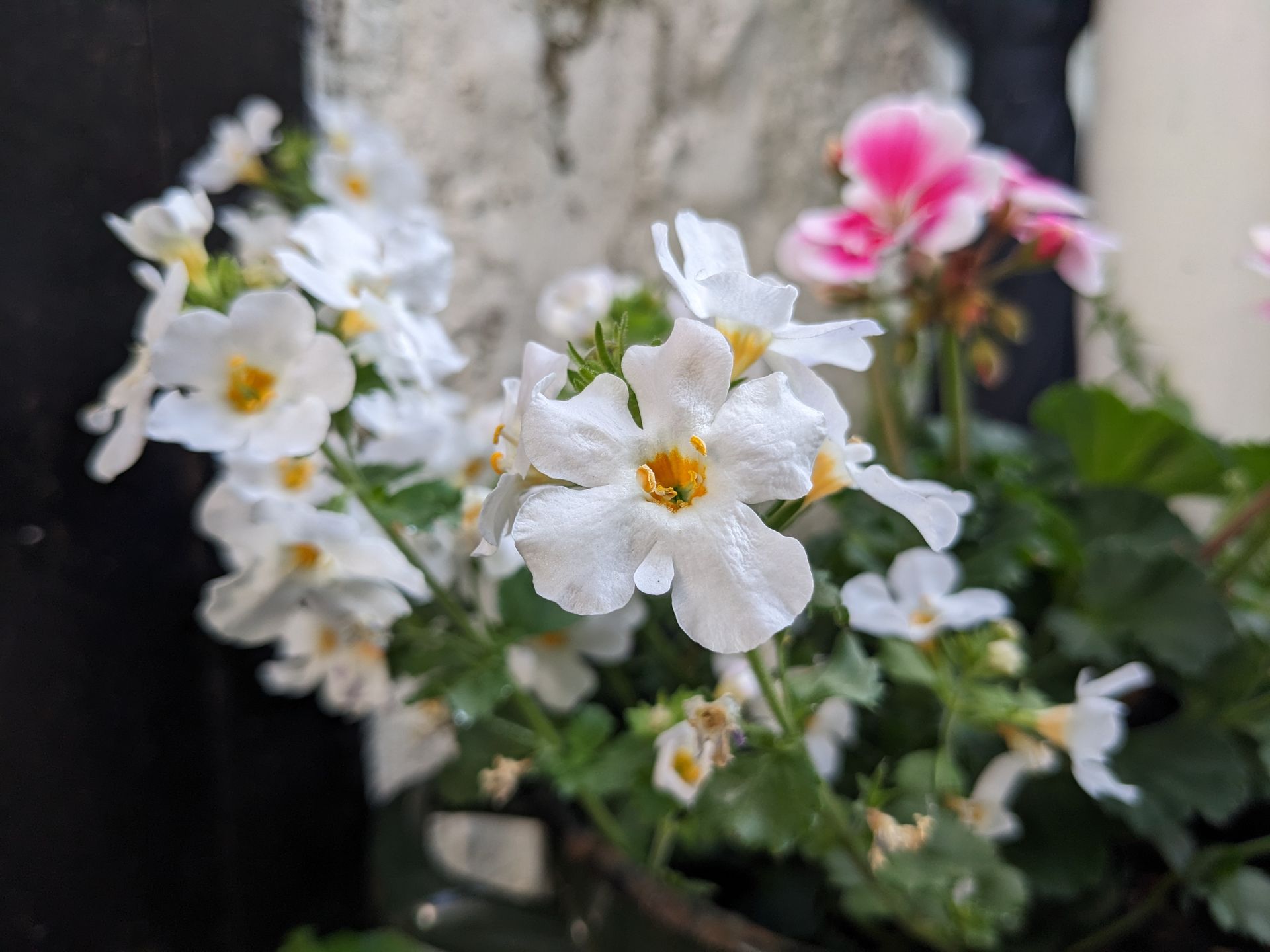 Sacred Space Gallery - Photographs by Sue Cartwright, Spiral Leaf