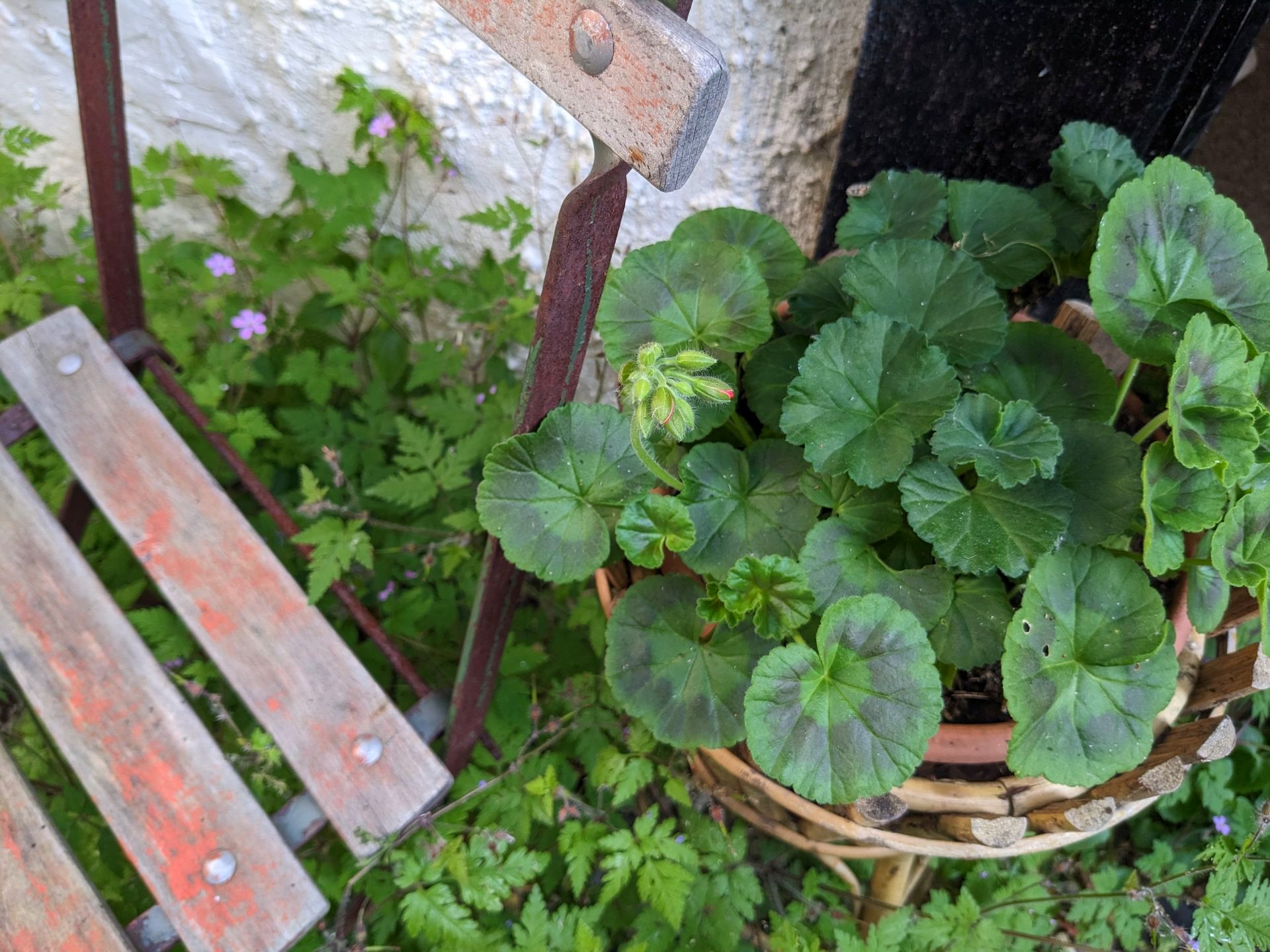 Sacred Space Gallery - Photographs by Sue Cartwright, Spiral Leaf