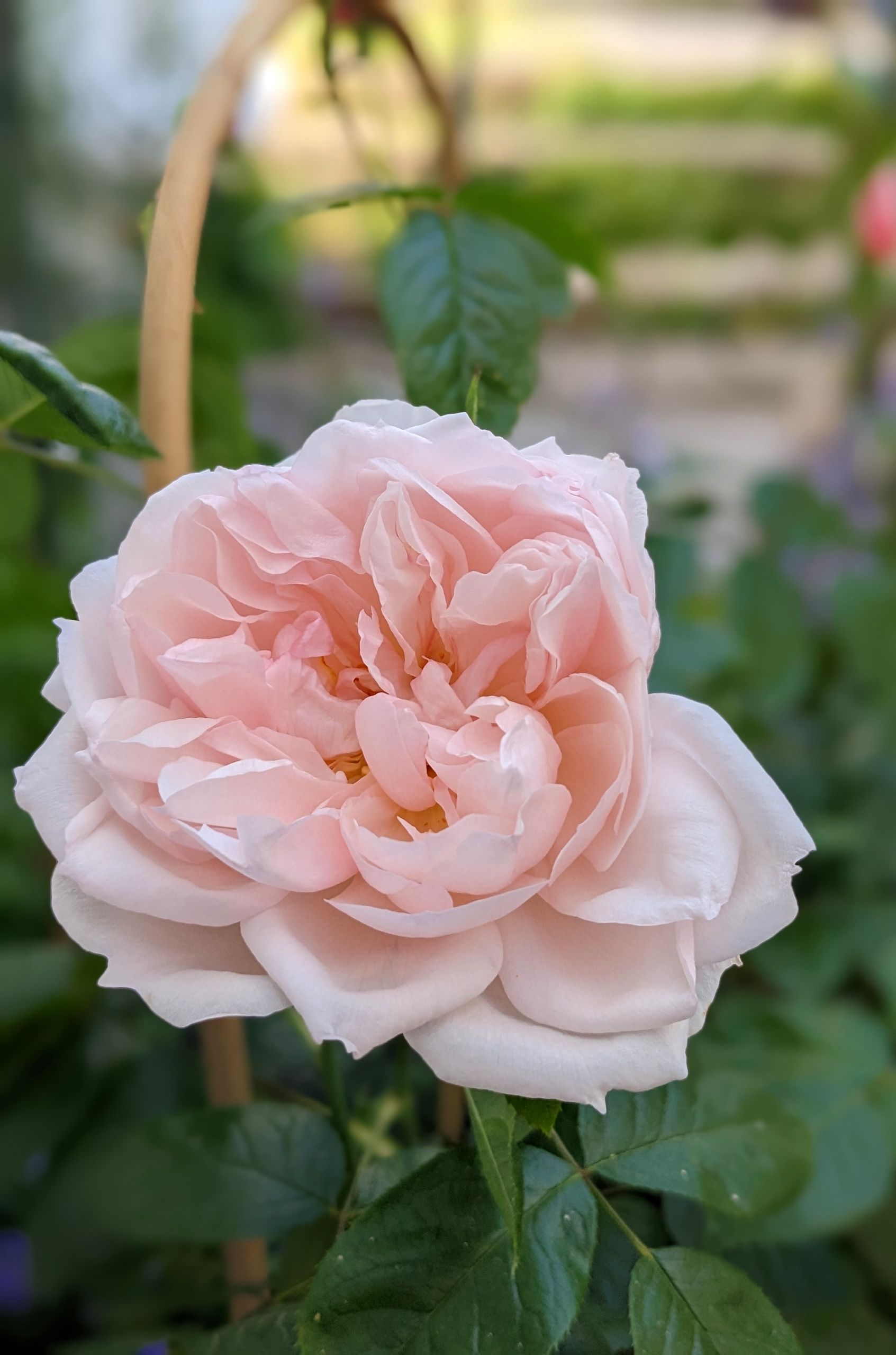 Sacred Space Gallery - Photographs by Sue Cartwright, Spiral Leaf