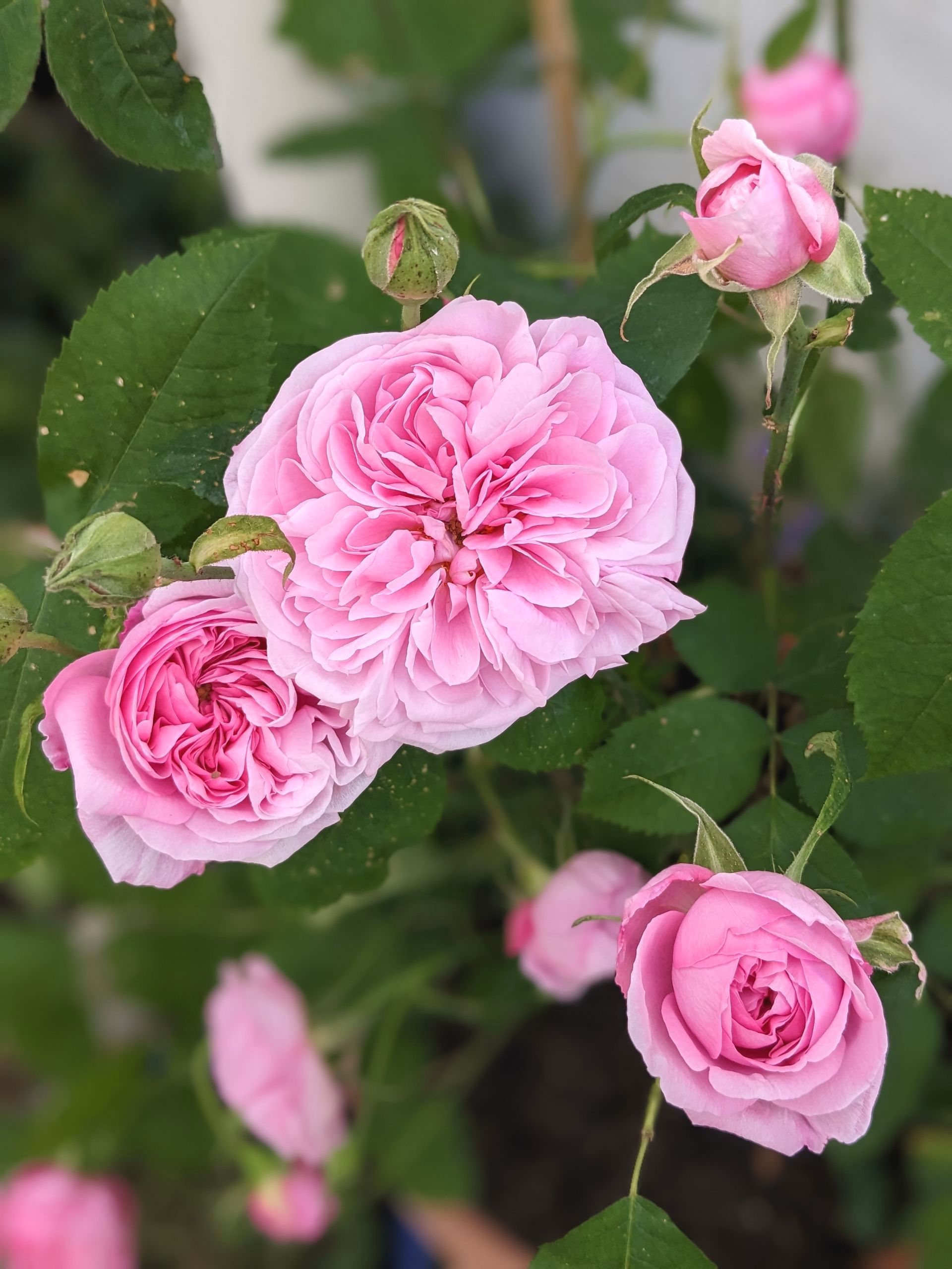 Sacred Space Gallery - Photographs by Sue Cartwright, Spiral Leaf