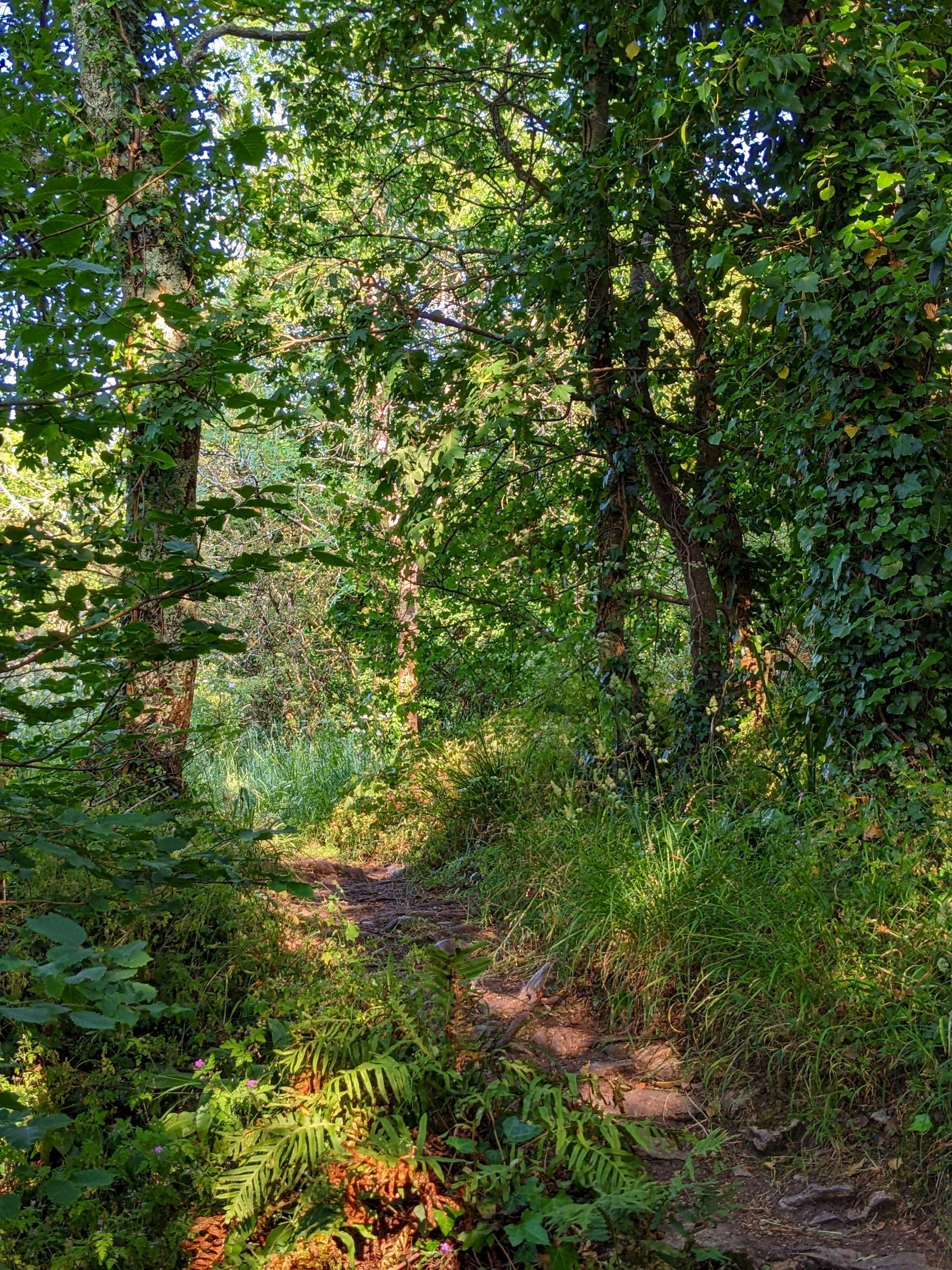 Woodland by Sue Cartwright, Spiral Leaf