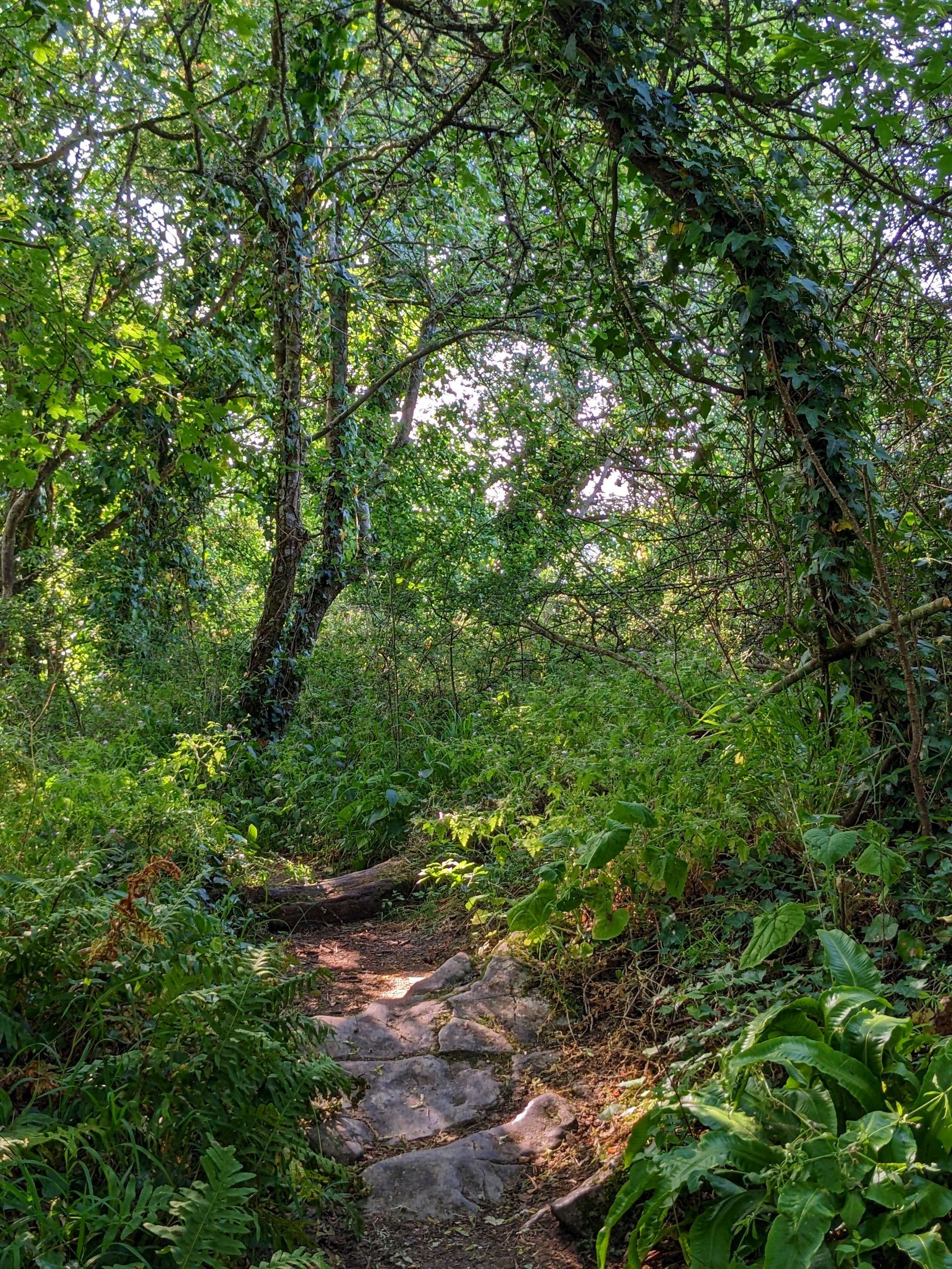 Woodland by Sue Cartwright, Spiral Leaf