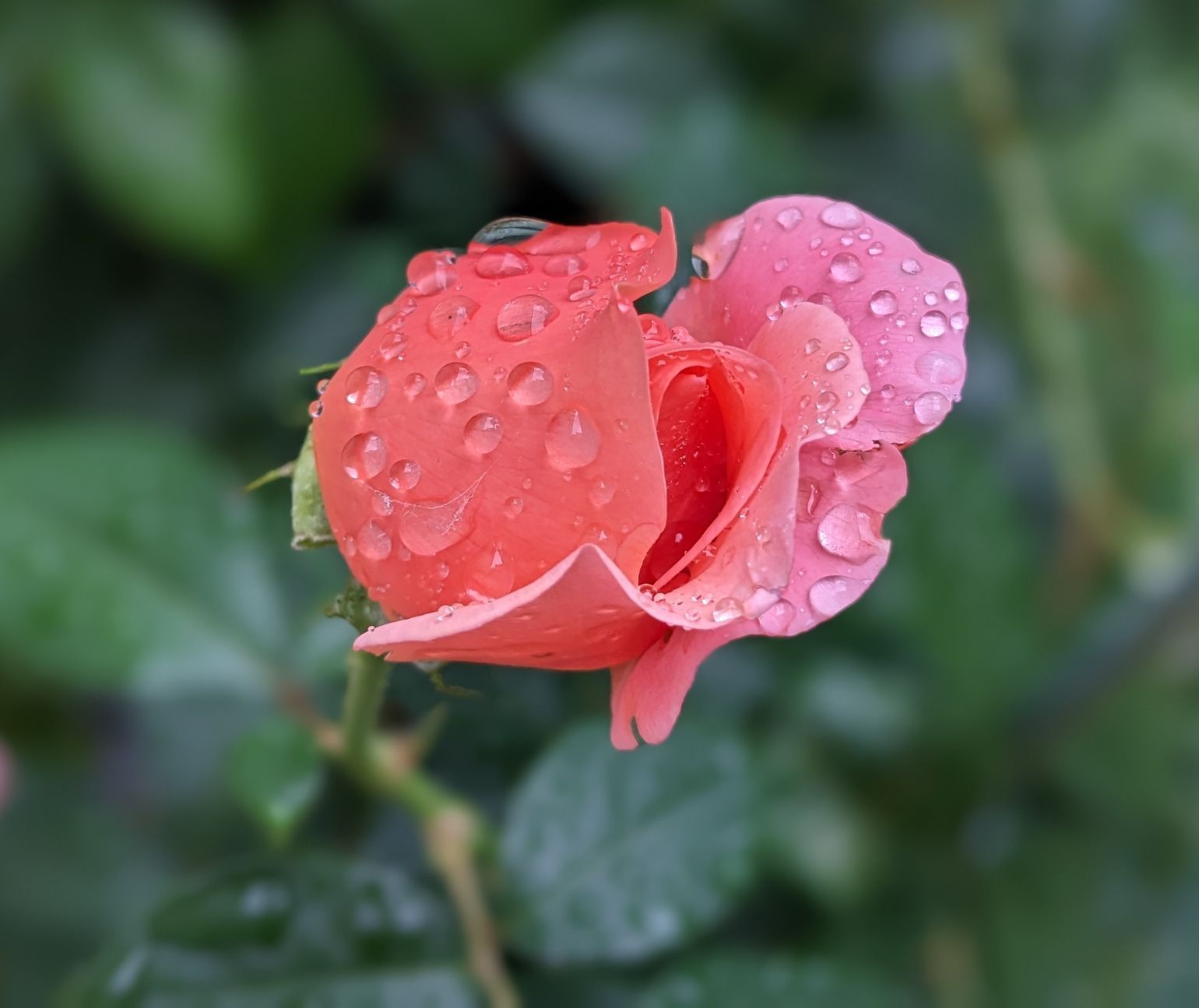 Sacred Space Gallery - Photographs by Sue Cartwright, Spiral Leaf
