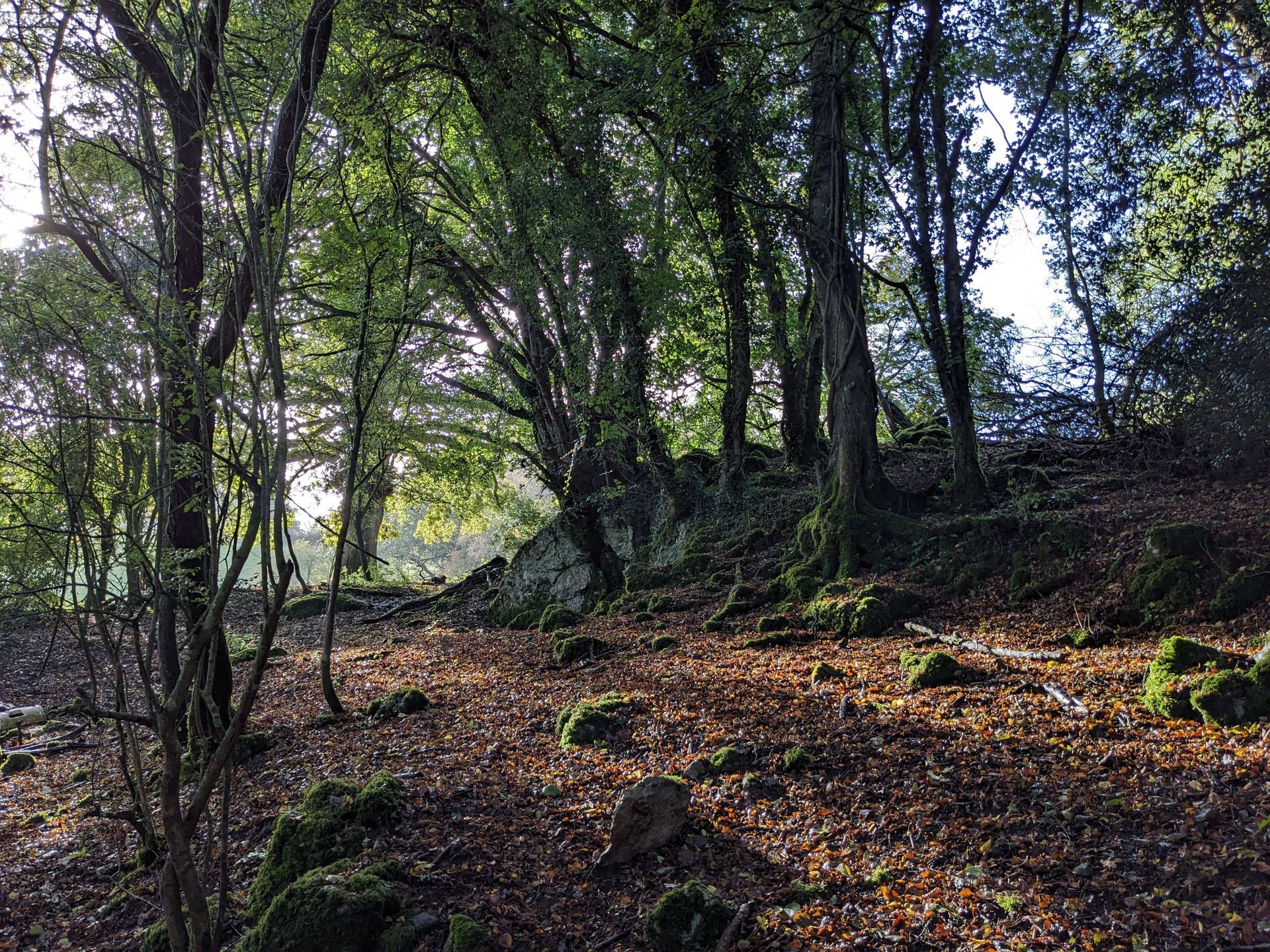 Woodland by Sue Cartwright, Spiral Leaf
