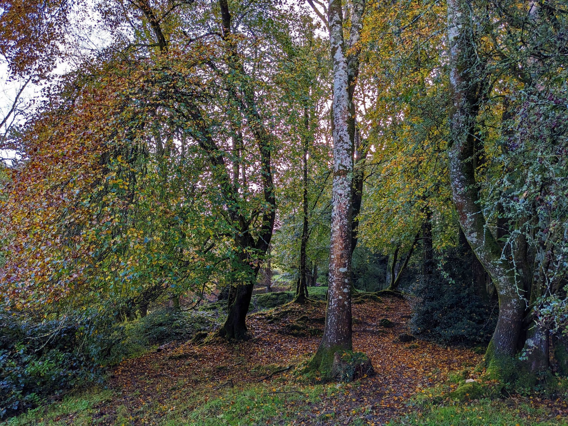Woodland by Sue Cartwright, Spiral Leaf
