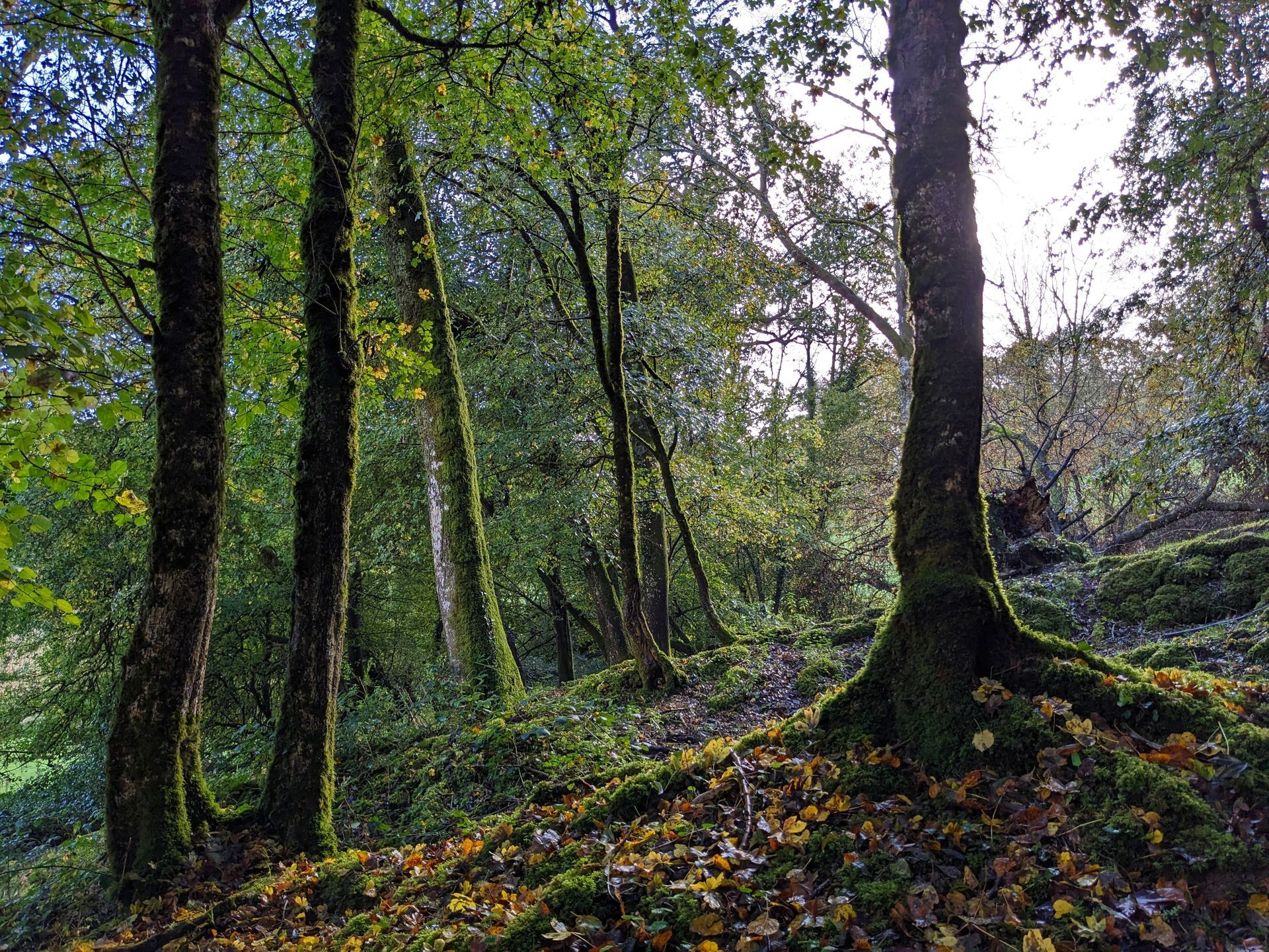 Woodland by Sue Cartwright, Spiral Leaf