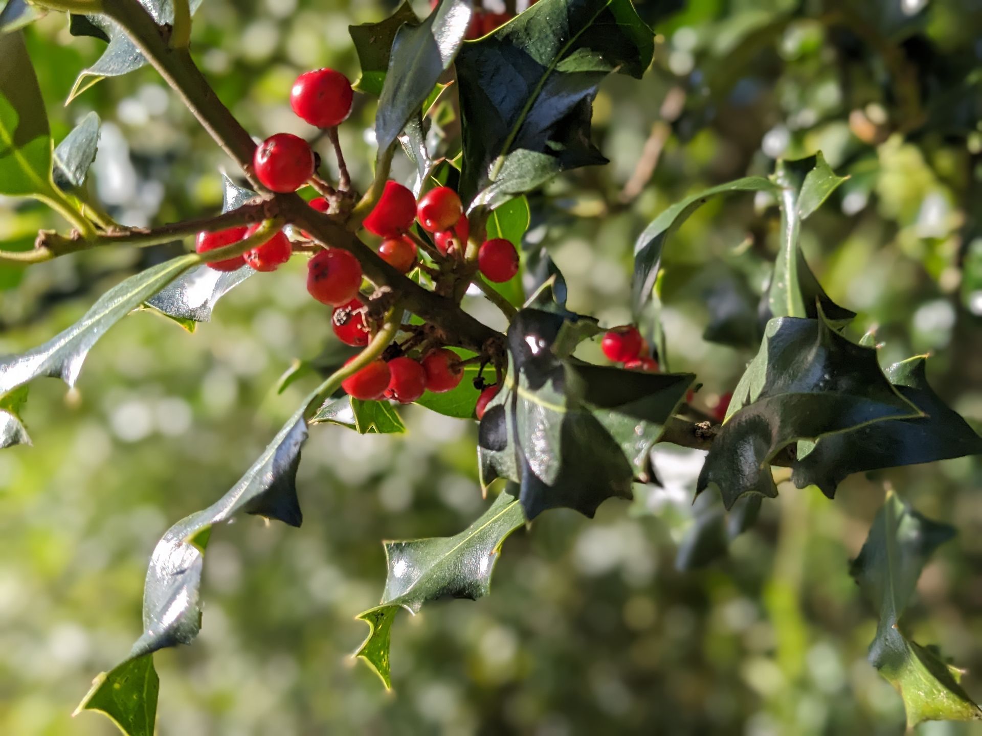 Almanac for December 2023 by Sue Cartwright, Spiral Leaf