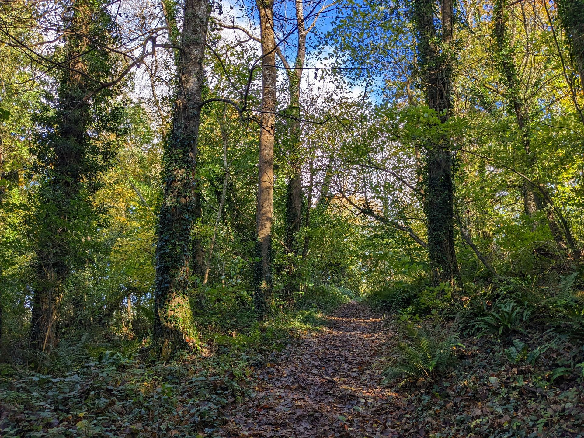 Woodland by Sue Cartwright, Spiral Leaf