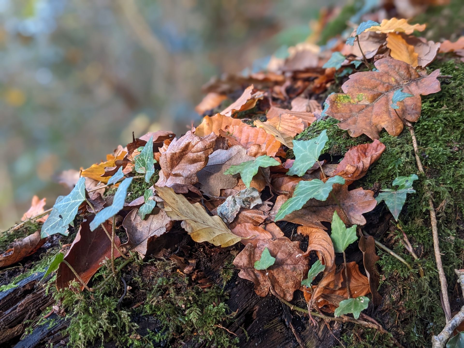 Almanac for December 2023 by Sue Cartwright, Spiral Leaf