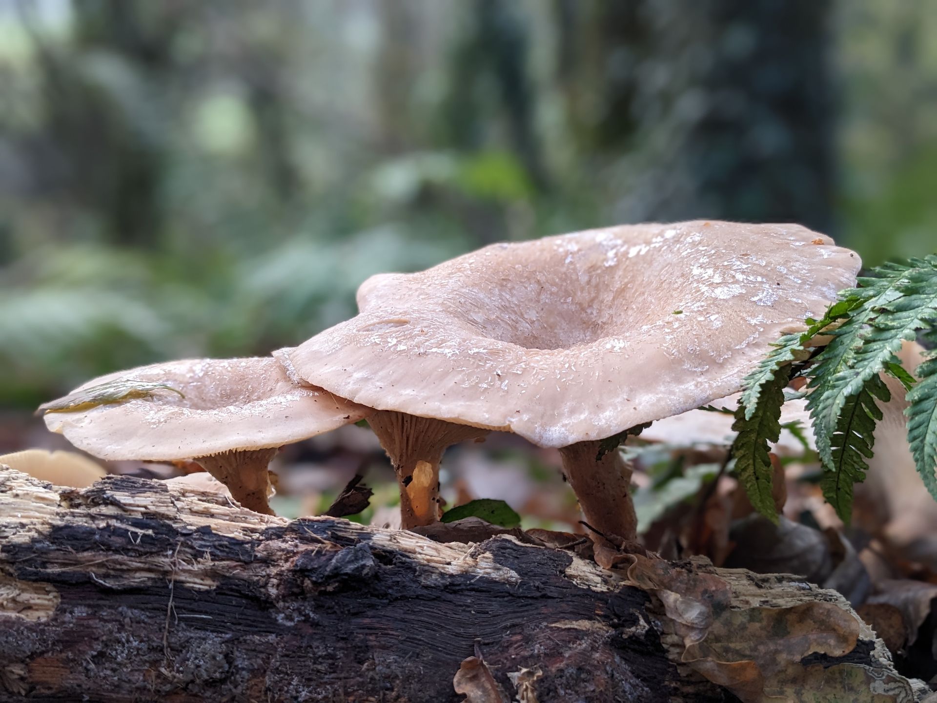 Almanac for December 2023 by Sue Cartwright, Spiral Leaf