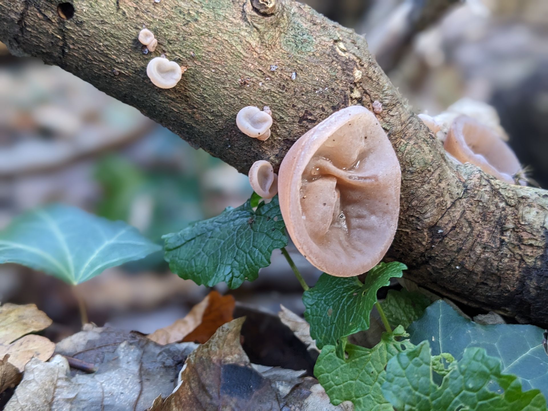 Welcome February (2026) by Sue Cartwright, Spiral Leaf