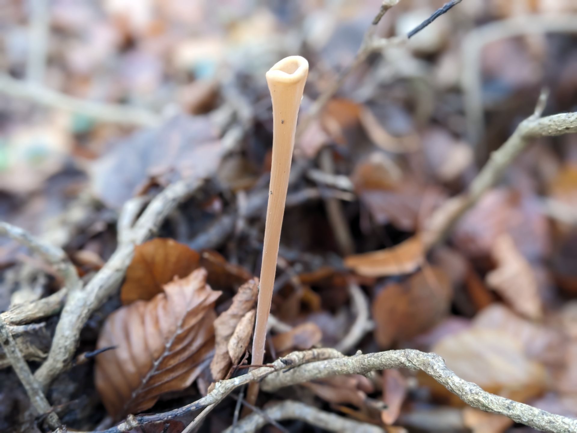 Welcome February (2026) by Sue Cartwright, Spiral Leaf