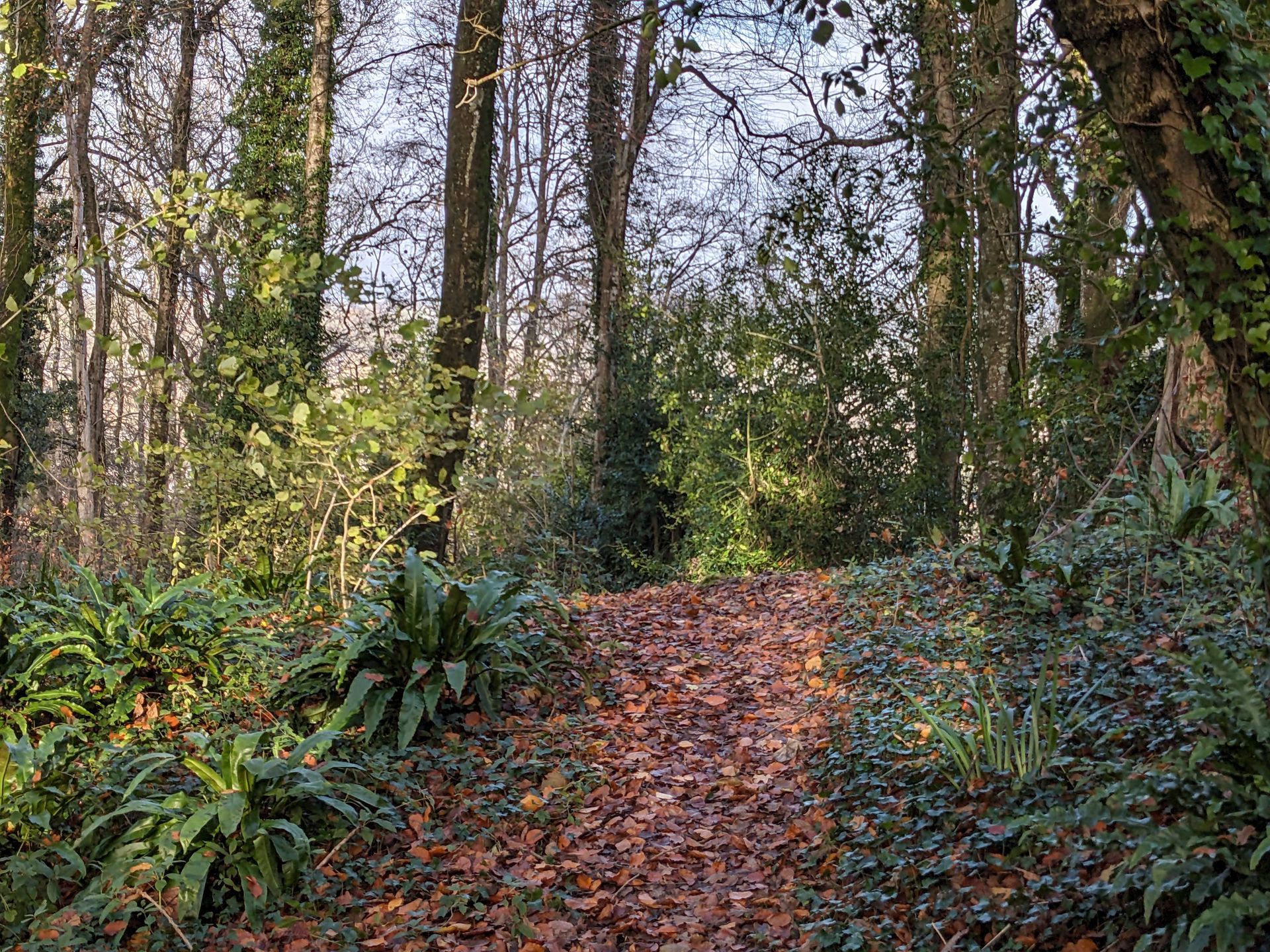 Woodland by Sue Cartwright, Spiral Leaf